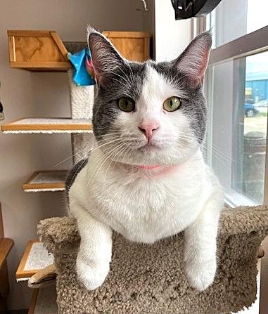 Sina, a Adoptable Domestic Short Hair in Medina, OH image 1/5