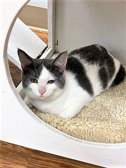 Sina, a Adoptable Domestic Short Hair in Medina, OH image 4/5