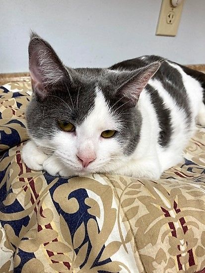 Sina, a Adoptable Domestic Short Hair in Medina, OH image 5/5