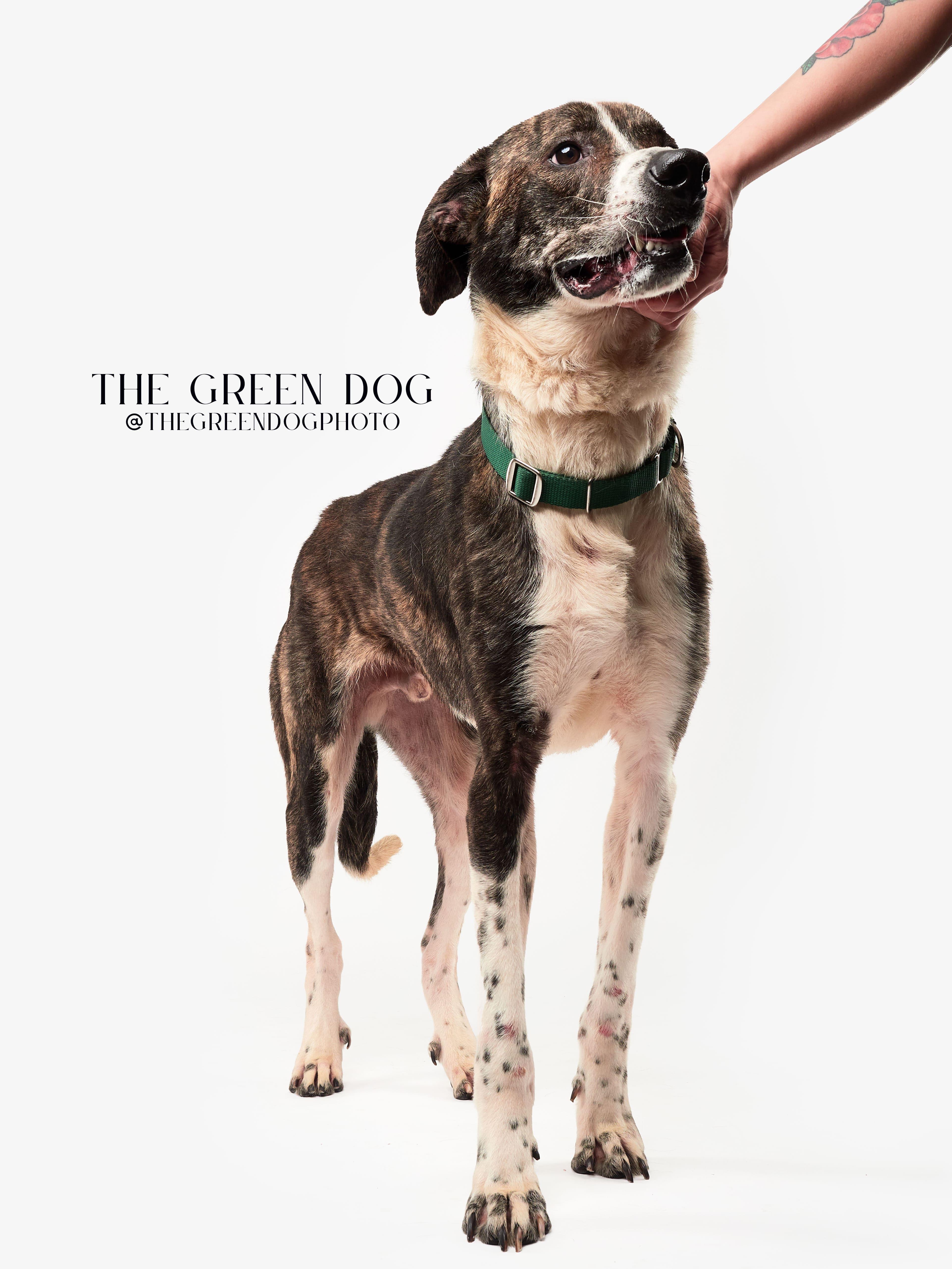 Jax, an adoptable Hound in Teterboro, NJ image 4/5