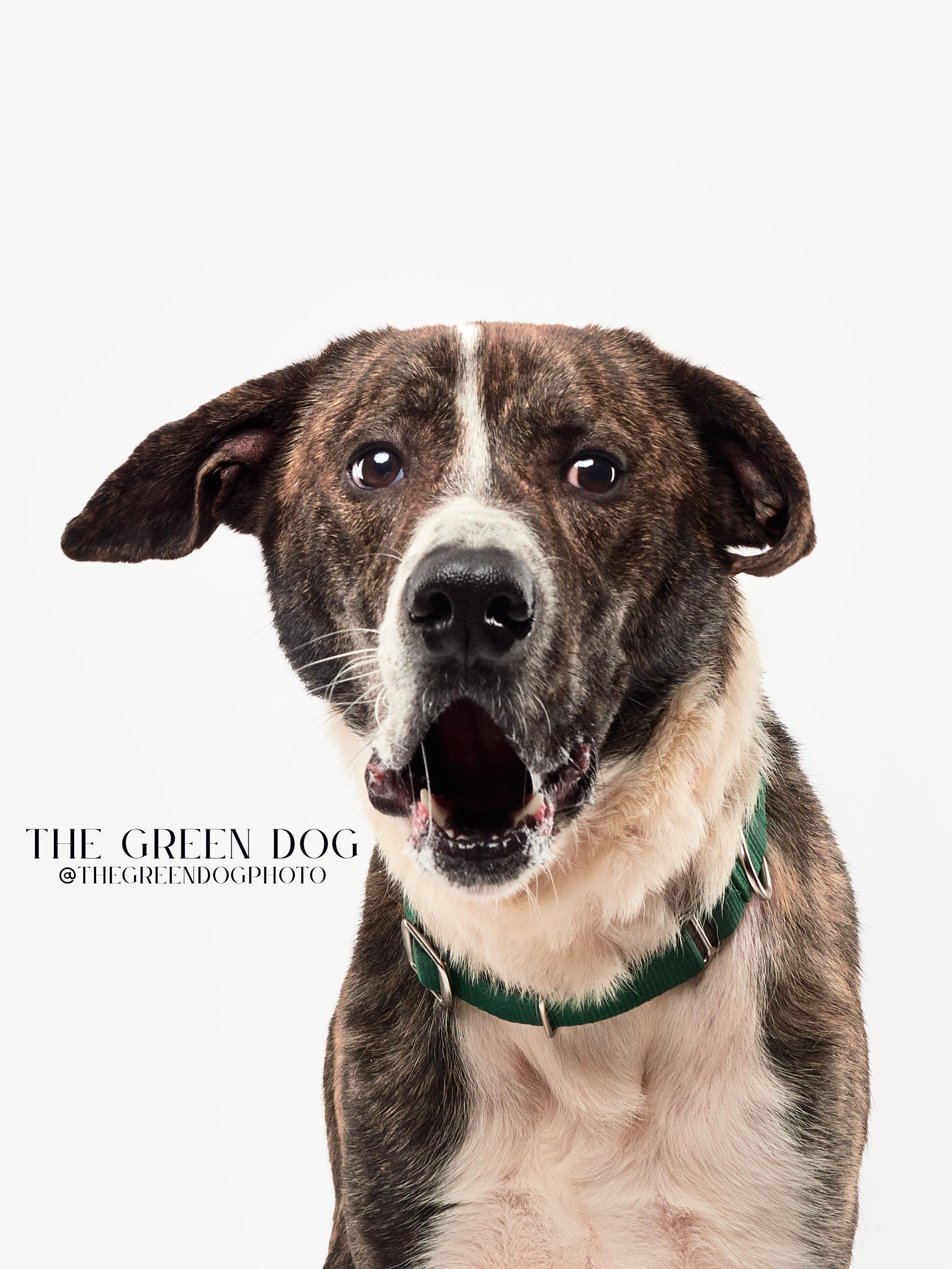 Jax, an adoptable Hound in Teterboro, NJ image 3/5