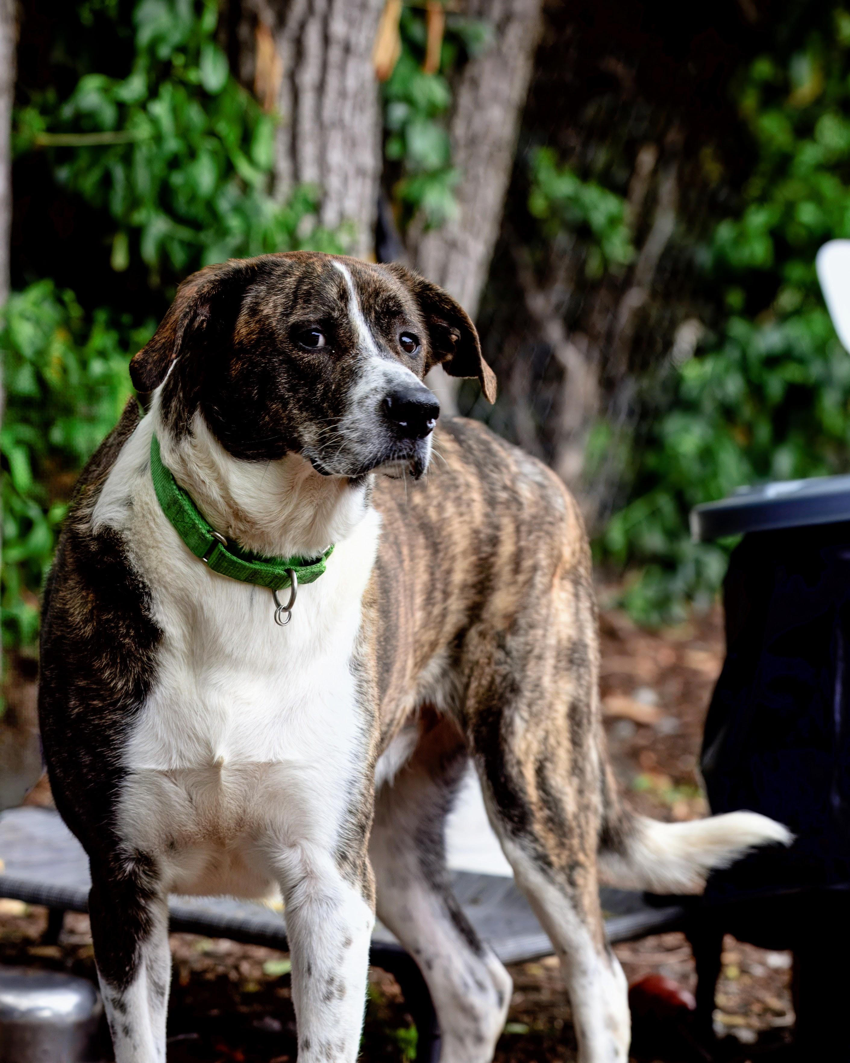 Jax, adoptable, Adult Male Hound.