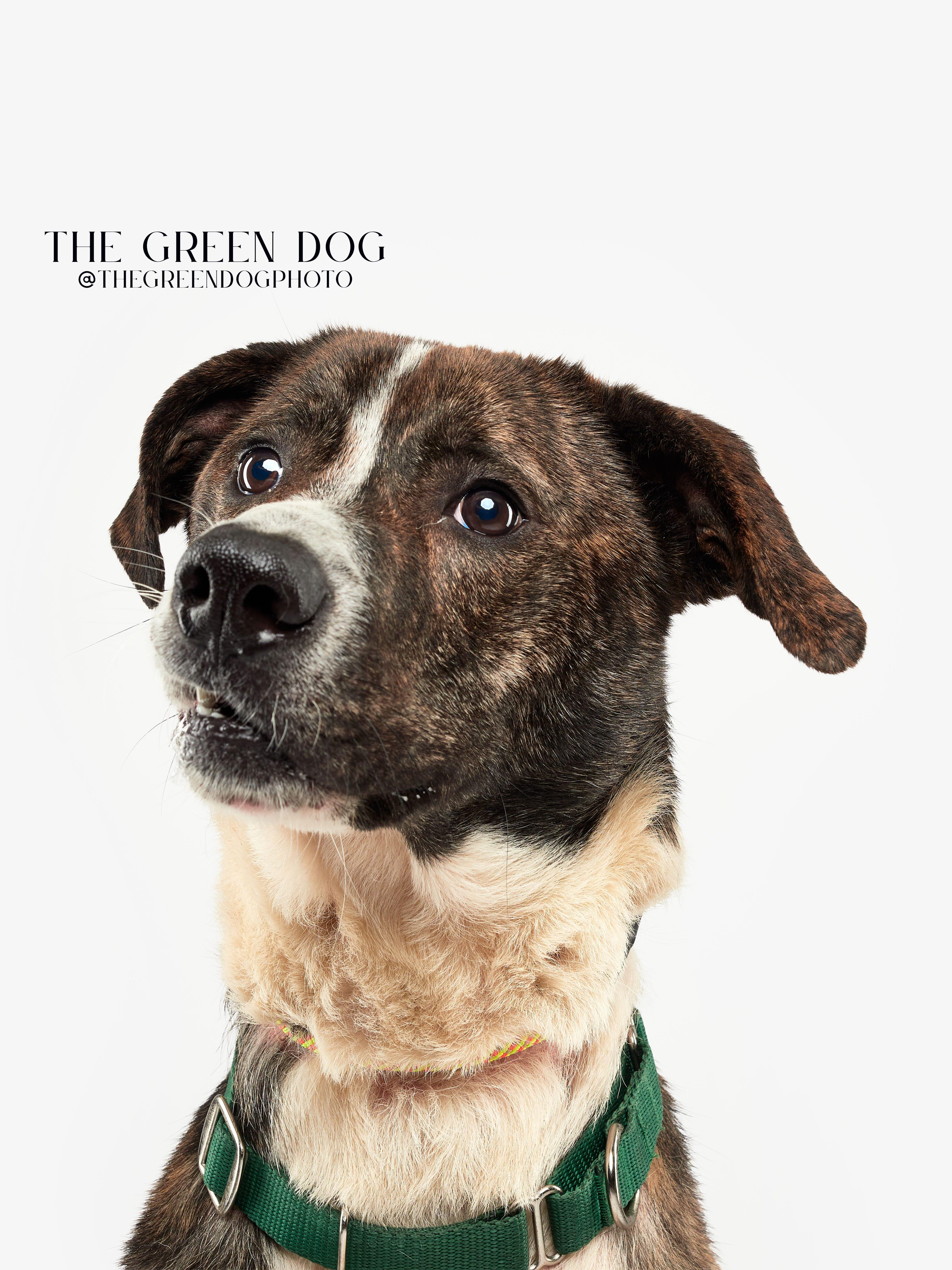 Jax, an adoptable Hound in Teterboro, NJ image 2/5