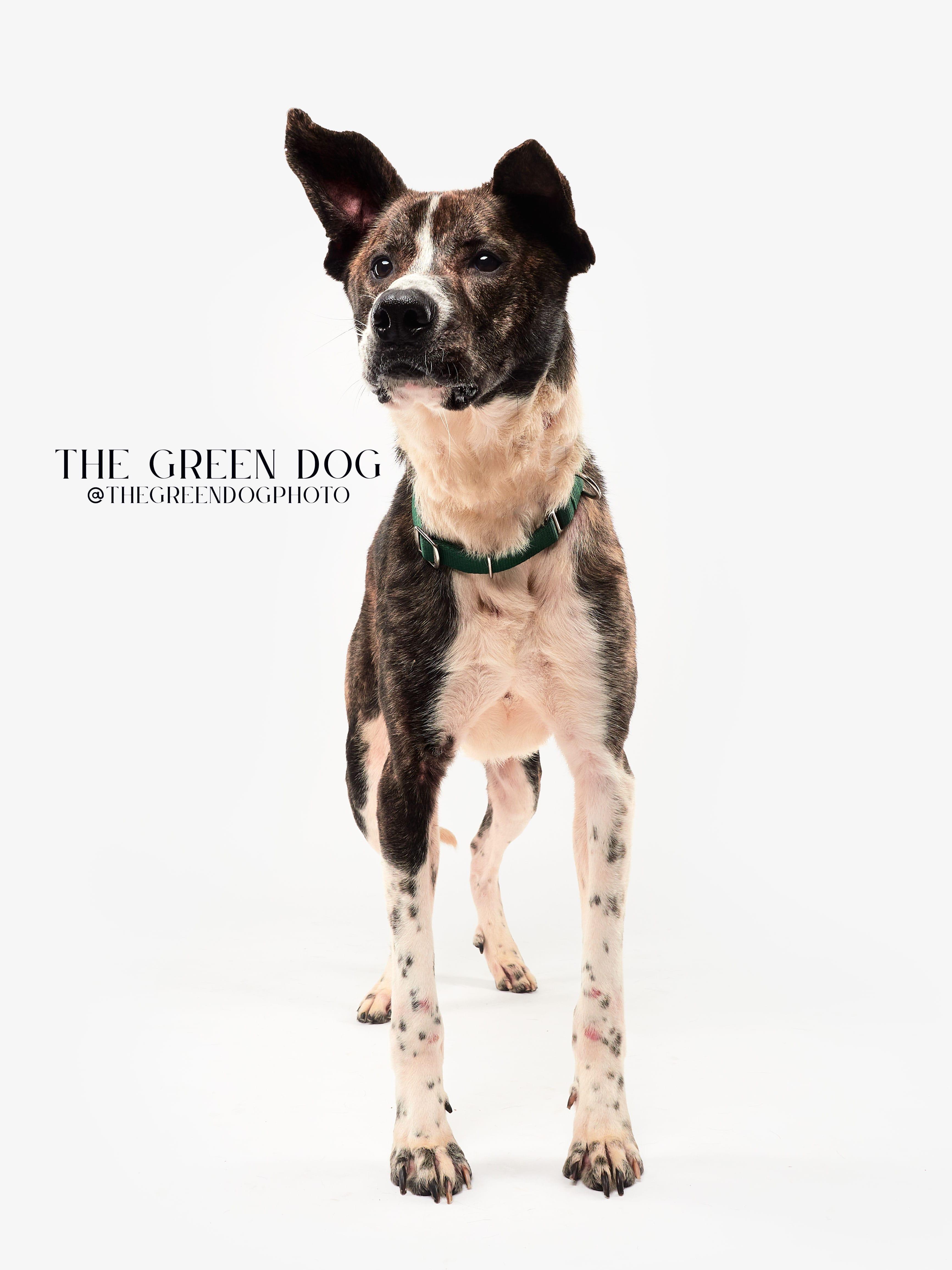 Jax, an adoptable Hound in Teterboro, NJ image 5/5