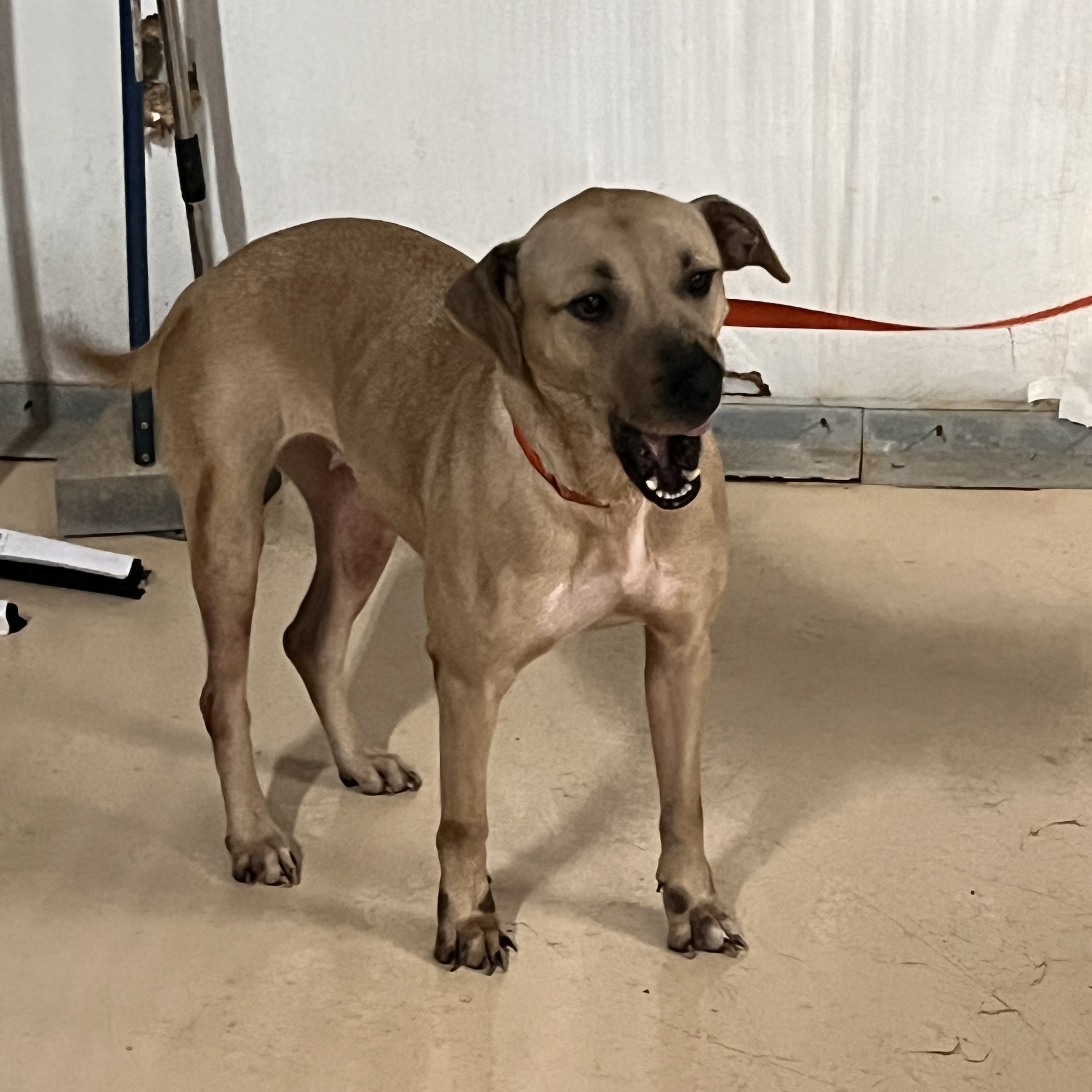 Coco , Adoptable, Adult Female Labrador Retriever.