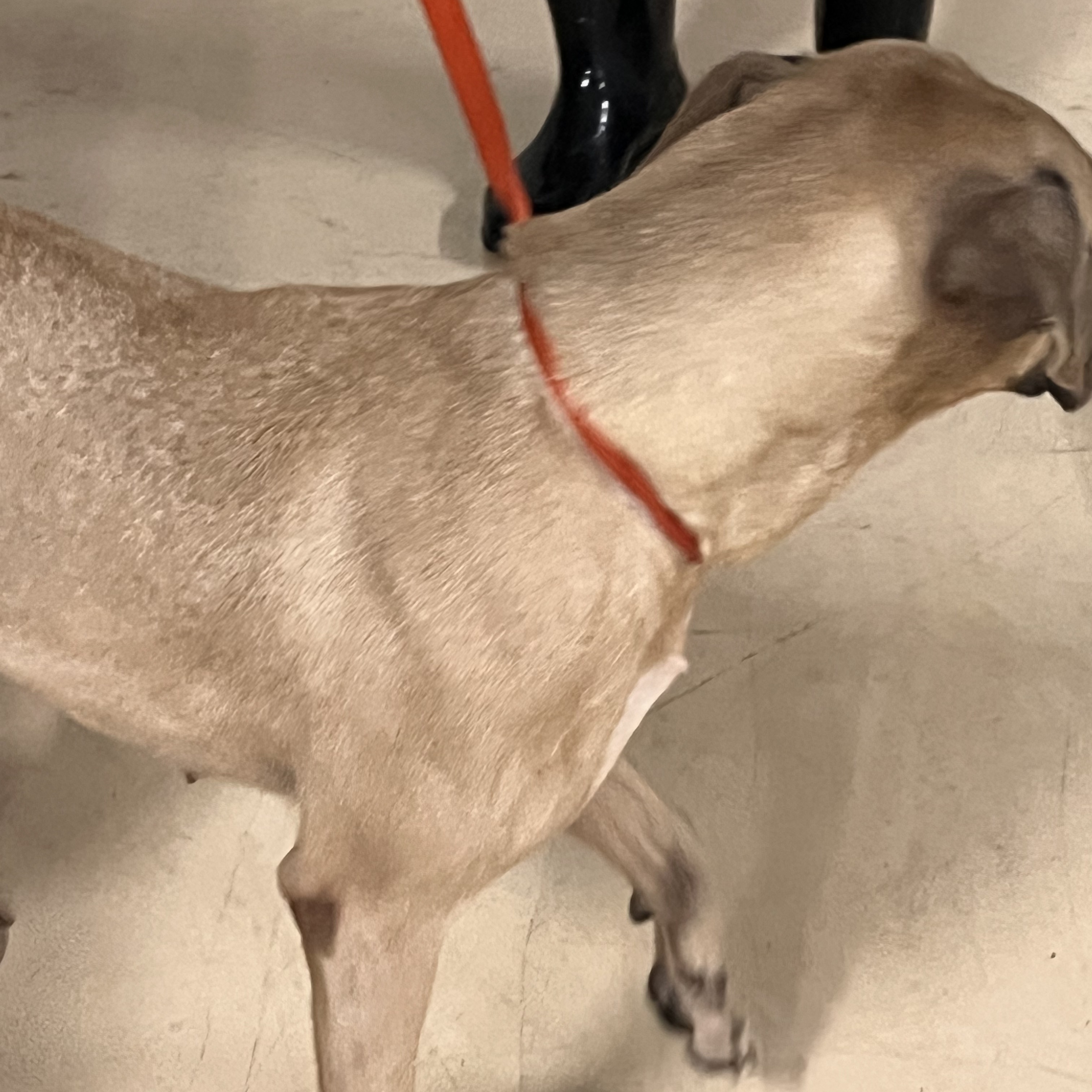 Coco , Adoptable, Adult Female Labrador Retriever.
