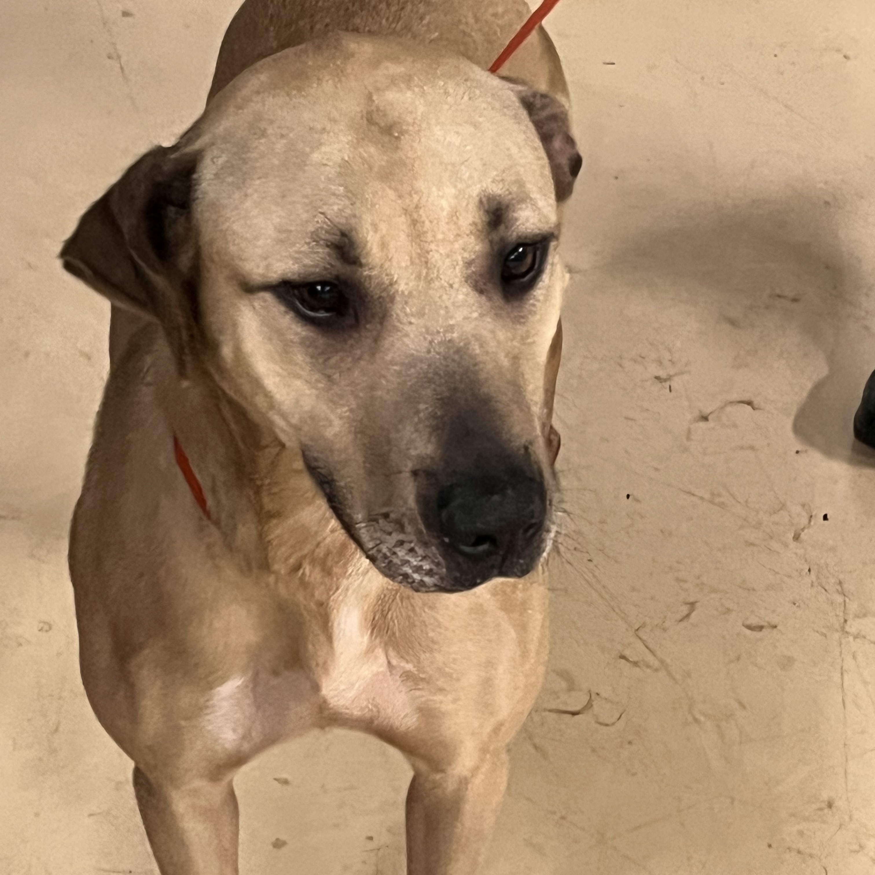 Coco , a Adoptable mixed breed in Portland, OR image 3/8