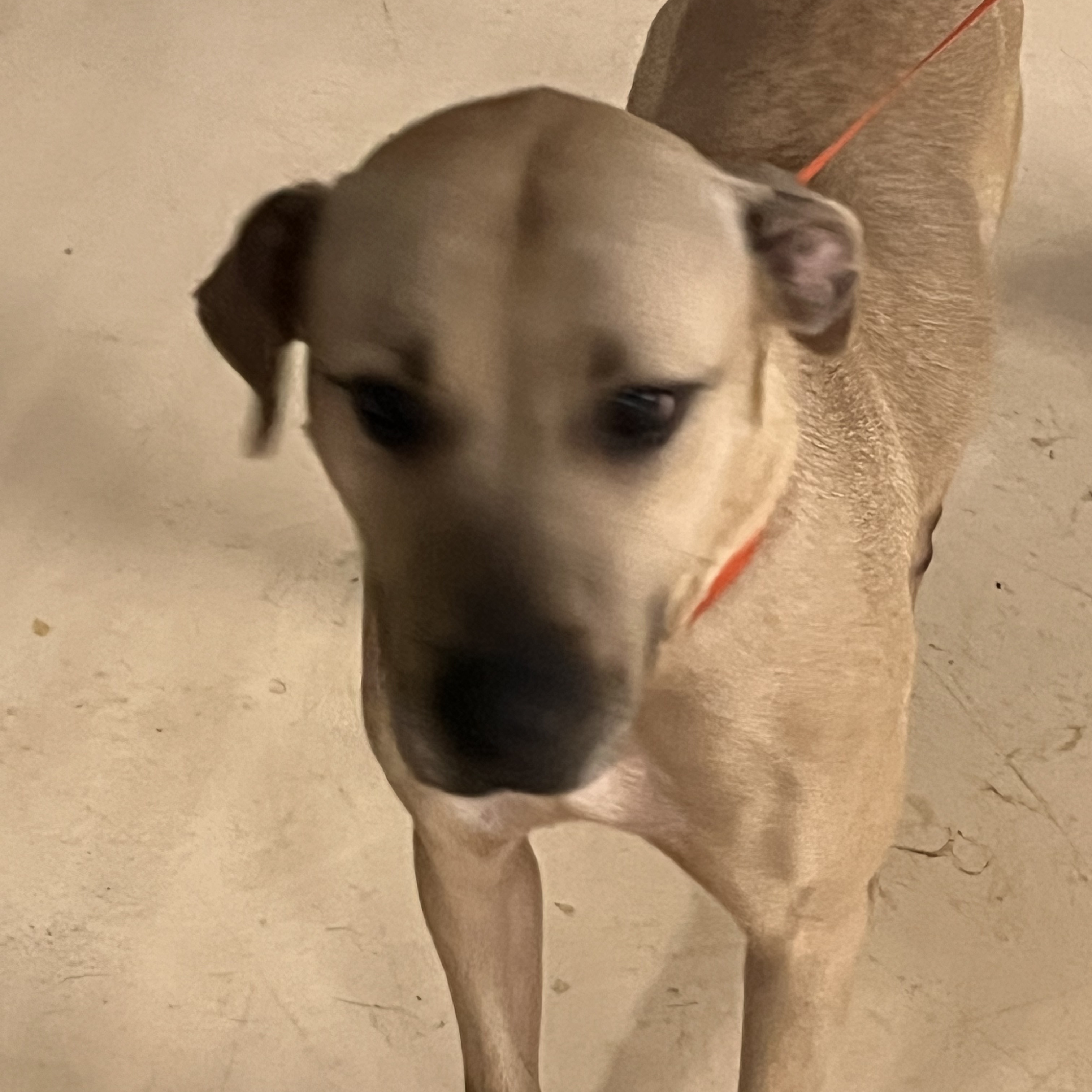 Coco , a Adoptable mixed breed in Portland, OR image 4/8