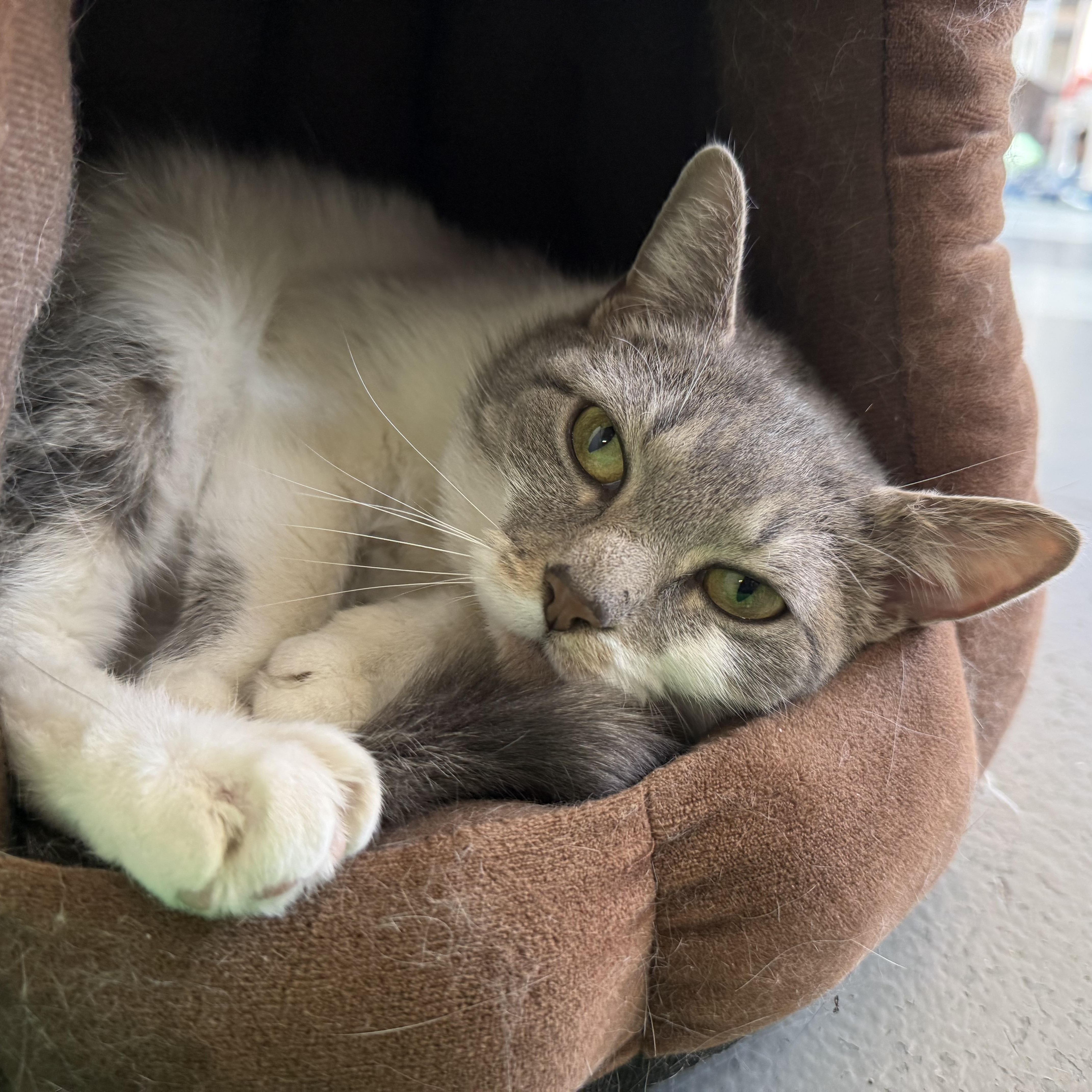 Love, a Adoptable mixed breed in Latrobe, PA image 4/5