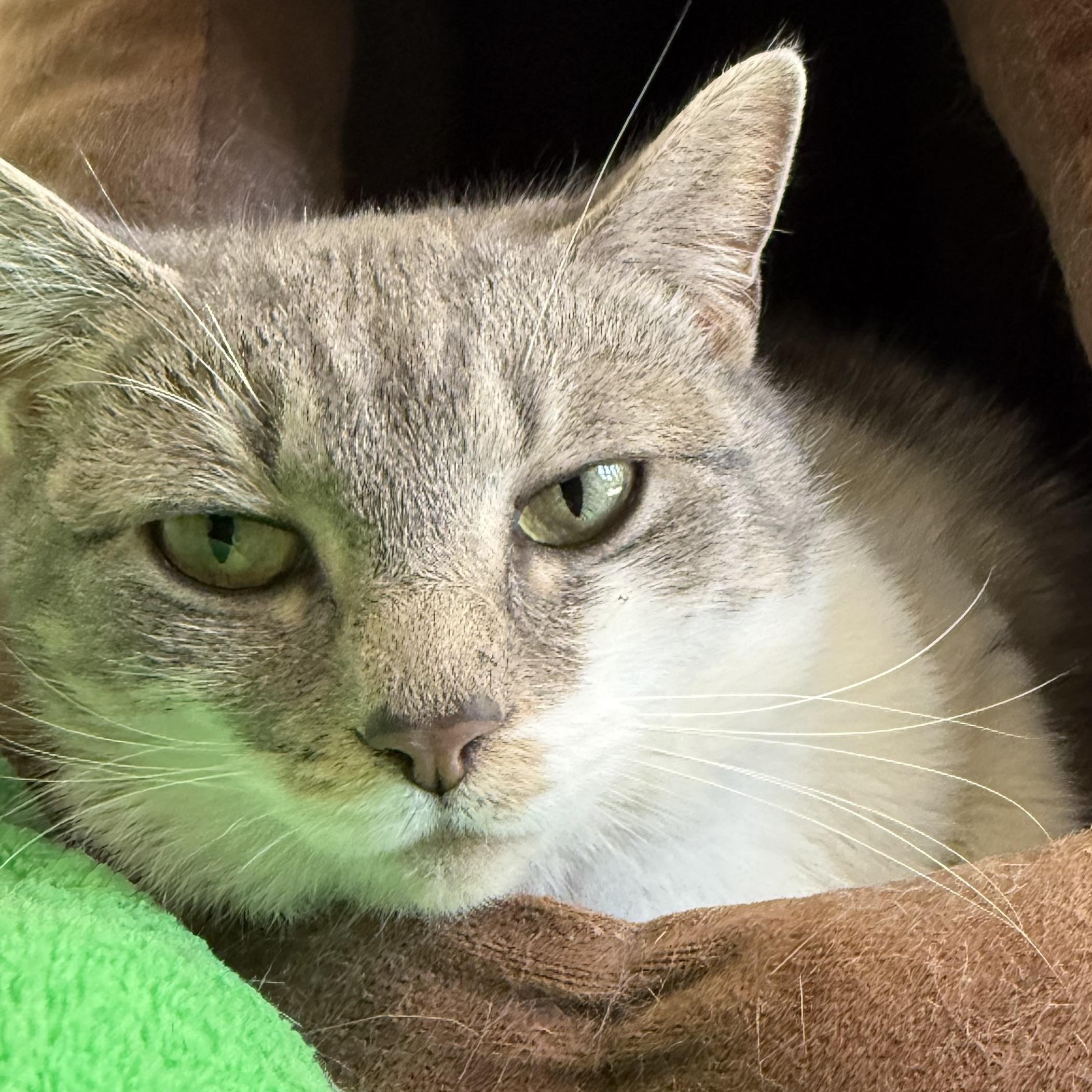 Love, a Adoptable mixed breed in Latrobe, PA image 2/5