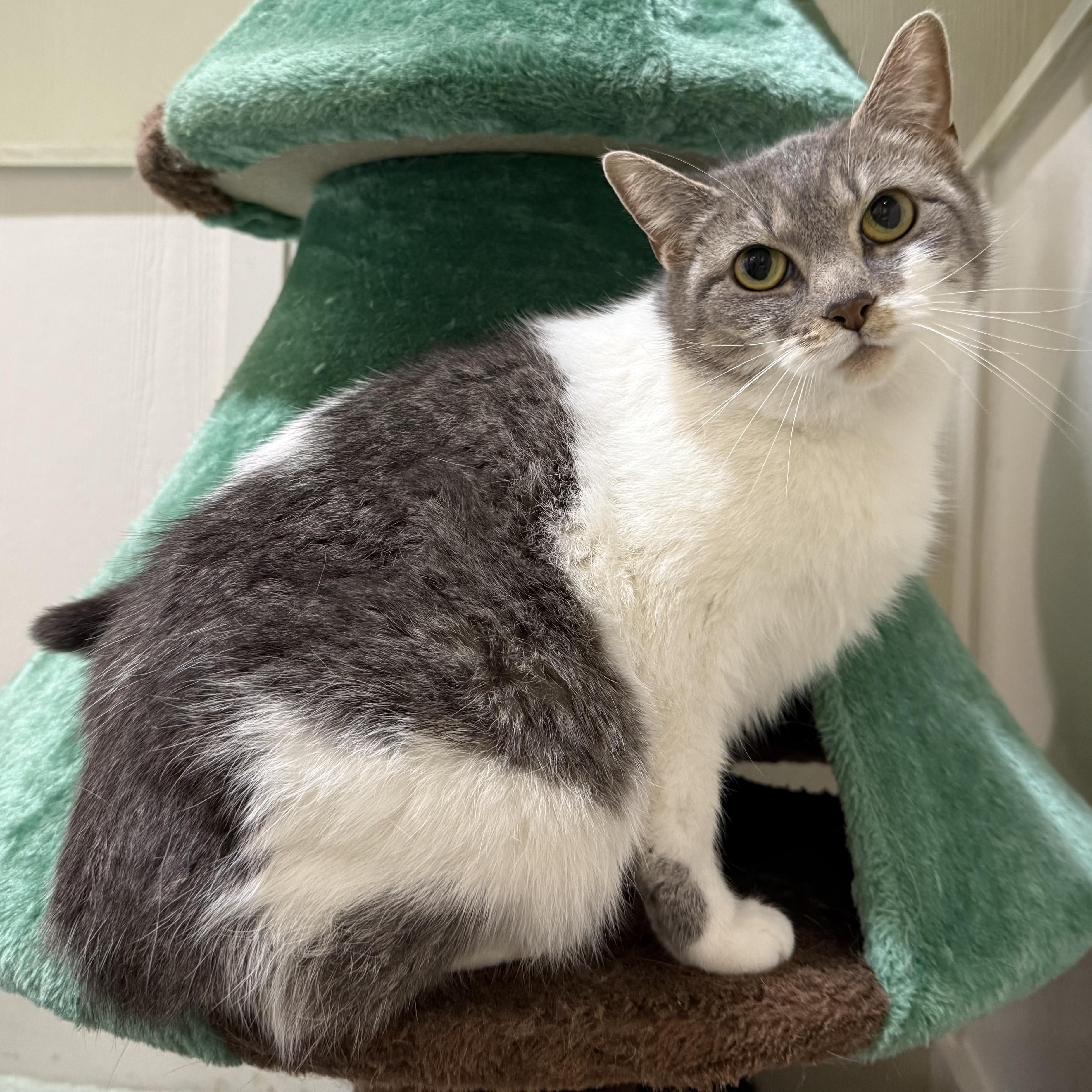 Love, Adoptable, Adult Female Domestic Short Hair.