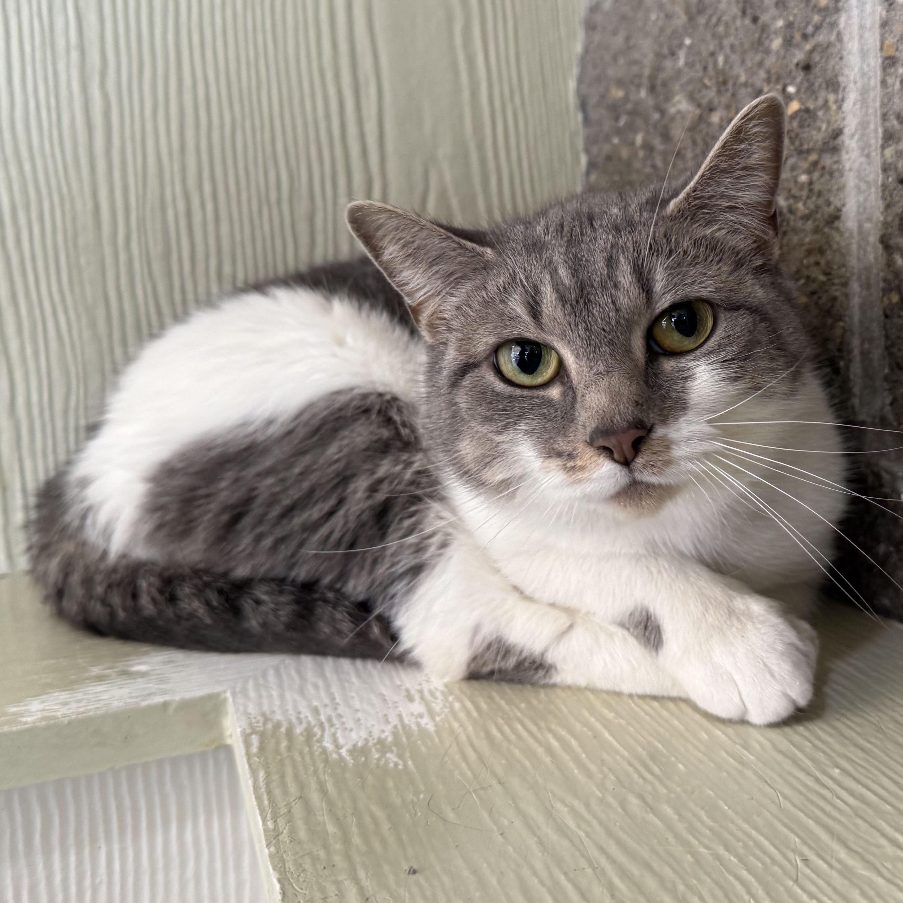 Love, a Adoptable mixed breed in Latrobe, PA image 3/5