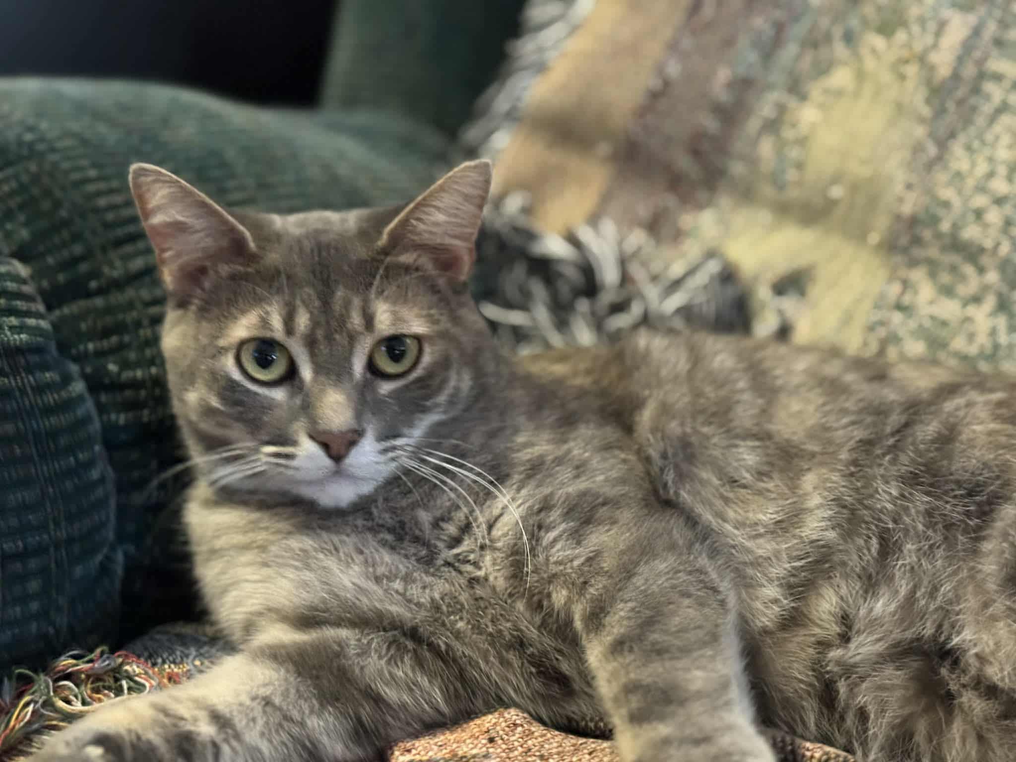 Gracie, Adoptable, Kitten Female Domestic Short Hair.