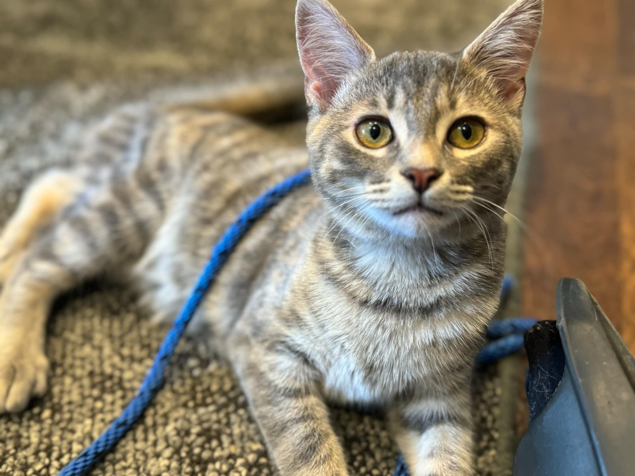 Enlarge Gracie, a Adoptable Domestic Short Hair in Chatham, ON image 2/4