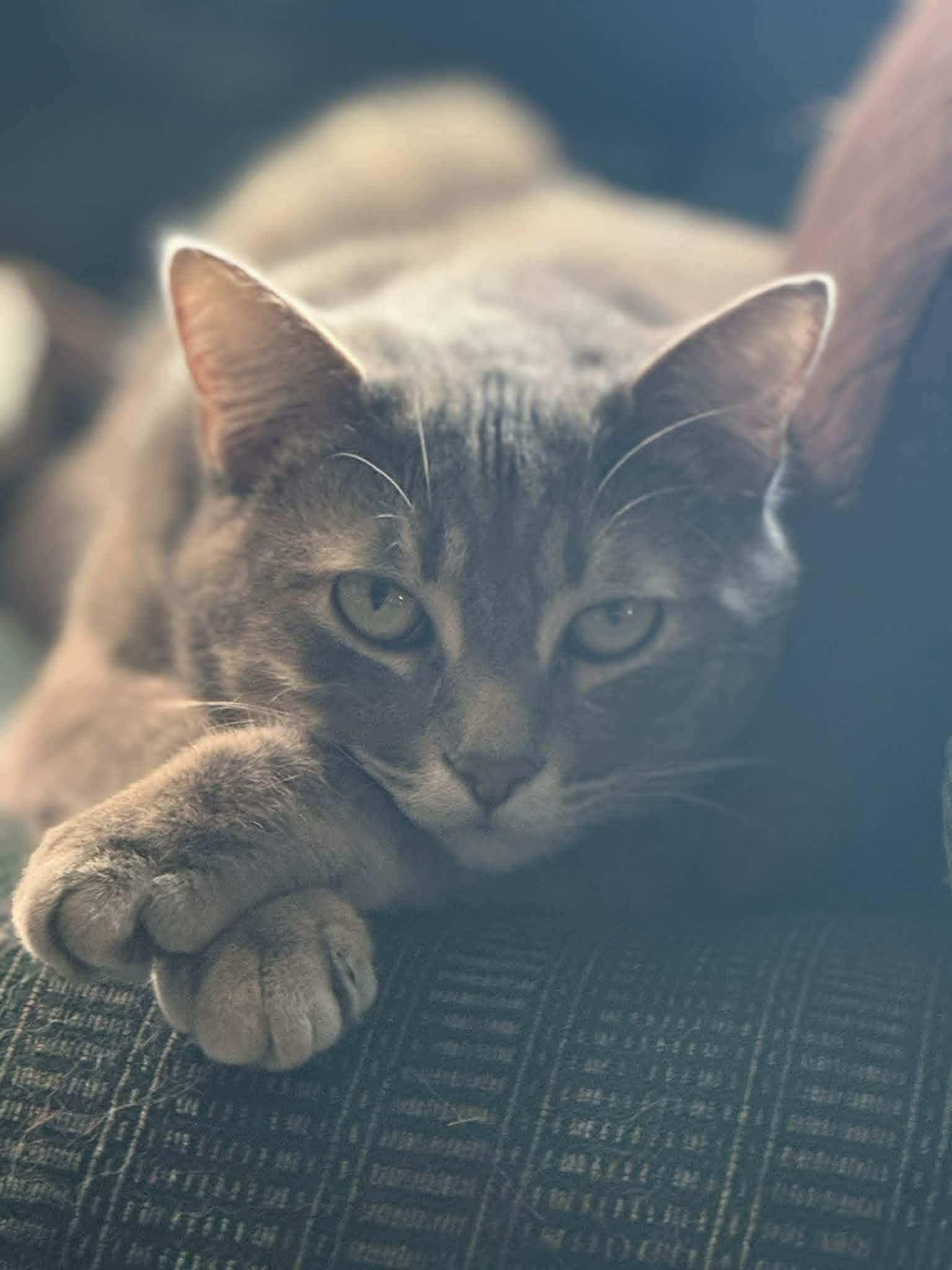 Gracie, Adoptable, Kitten Female Domestic Short Hair.