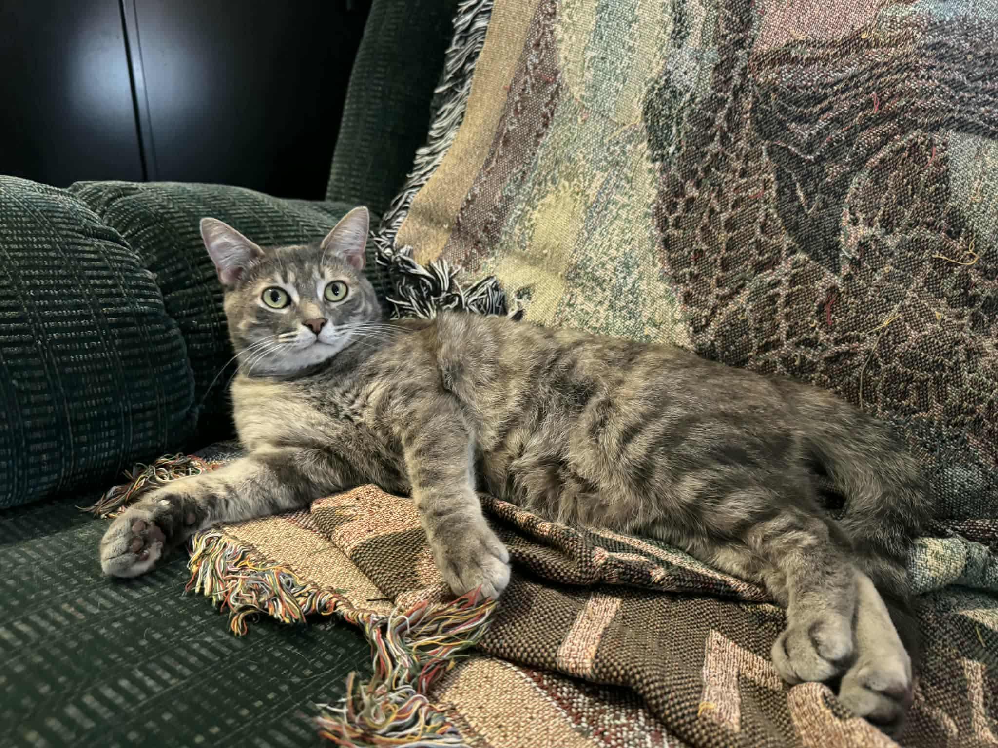 Enlarge Gracie, a Adoptable Domestic Short Hair in Chatham, ON image 4/4