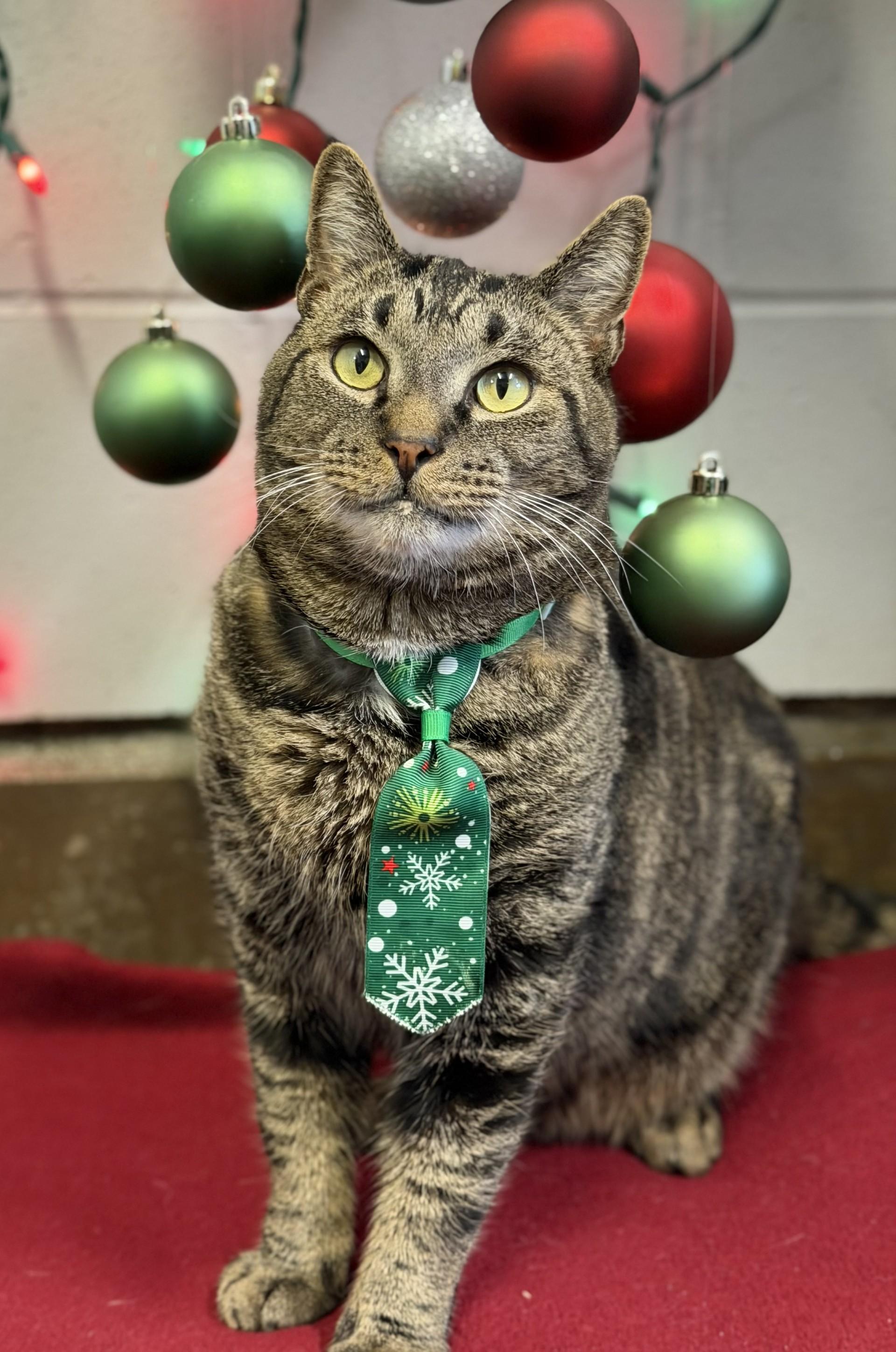 Enlarge Toast, a ADOPTABLE Domestic Short Hair in Delta, BC image 1/1