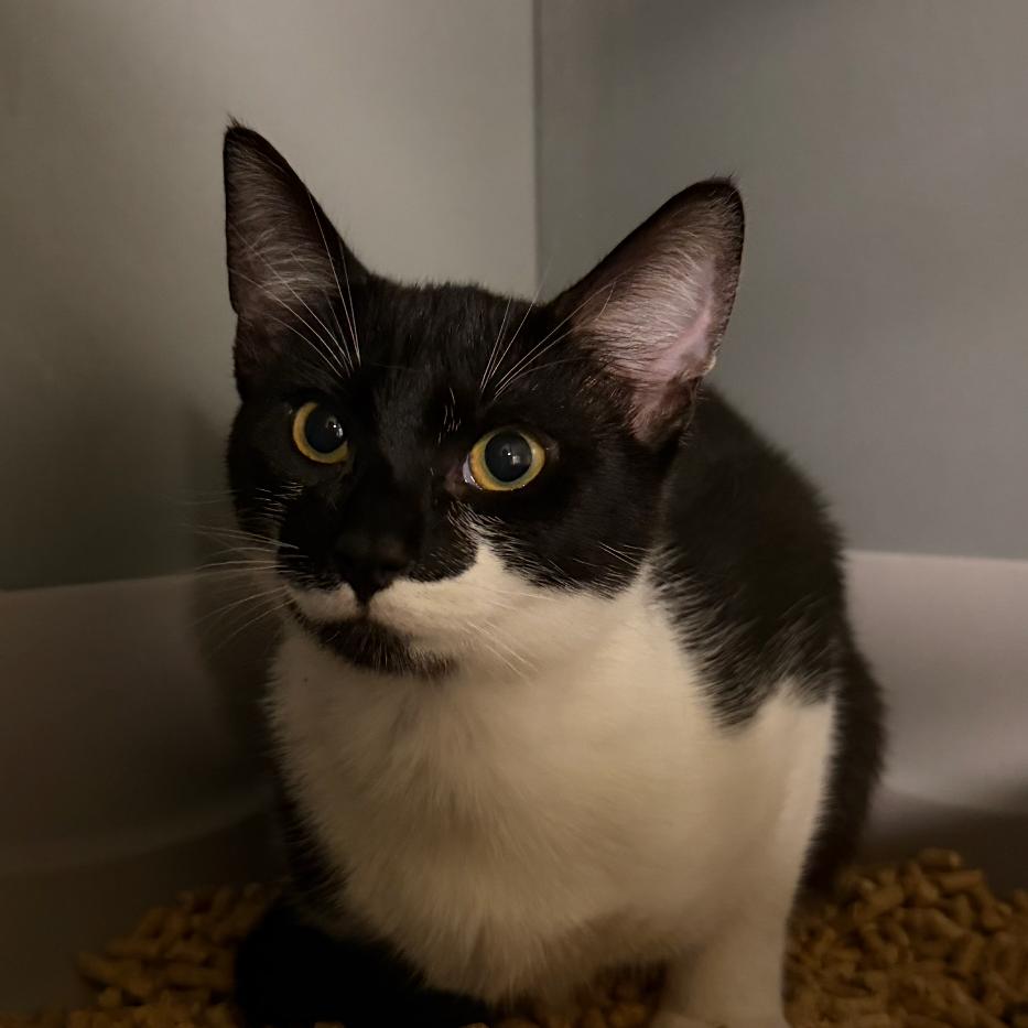 Esmeralda, Adoptable, Young Female Domestic Short Hair.