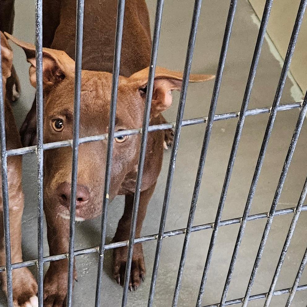 Vi Vi, Adoptable, Young Female Terrier.