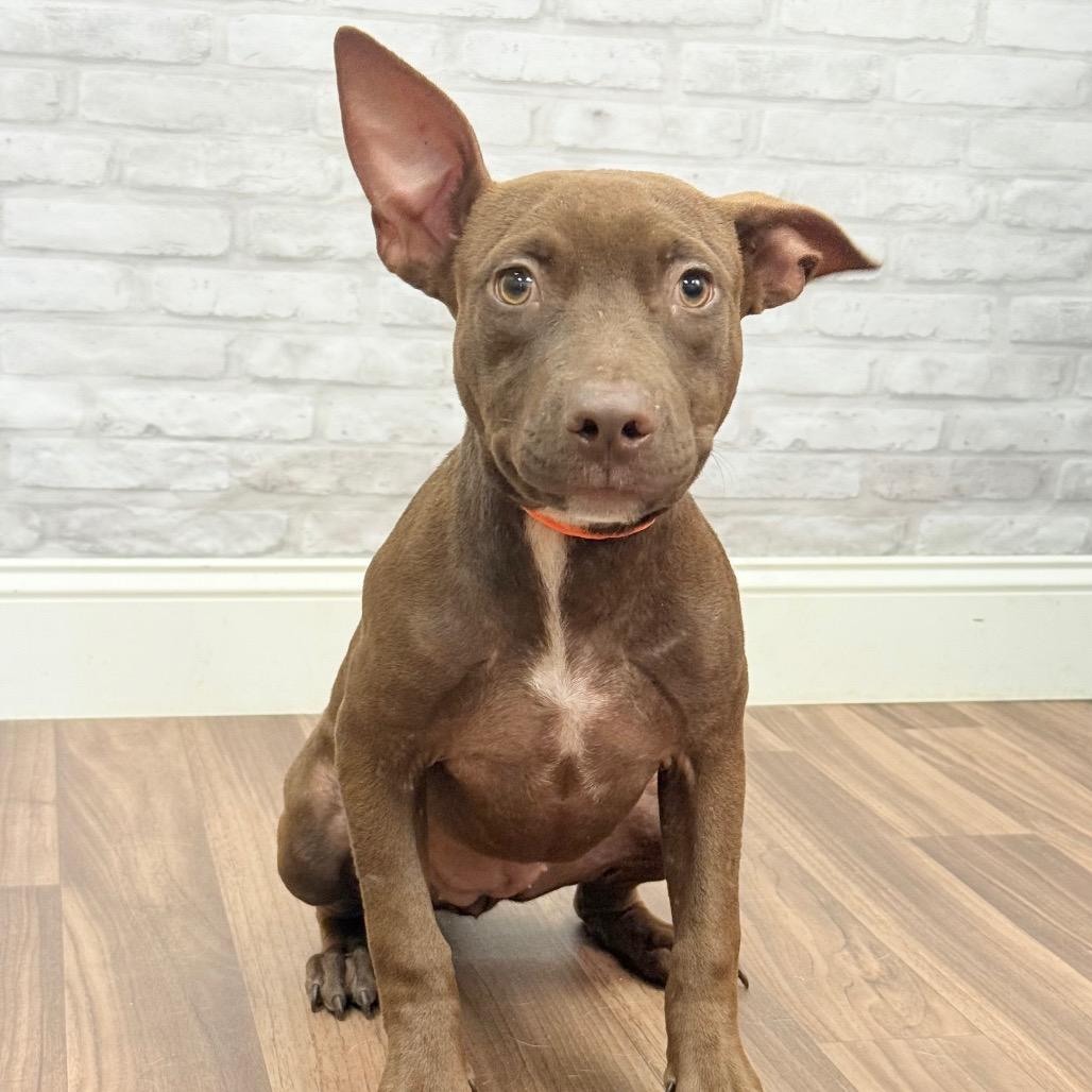 Enlarge Vi Vi, a Adoptable Terrier in Montgomery, AL image 2/2