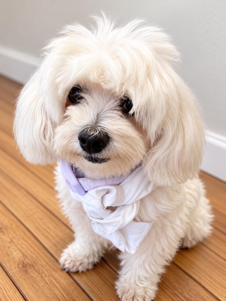 VIOLET, Adoptable, Senior Female Maltese & Poodle.