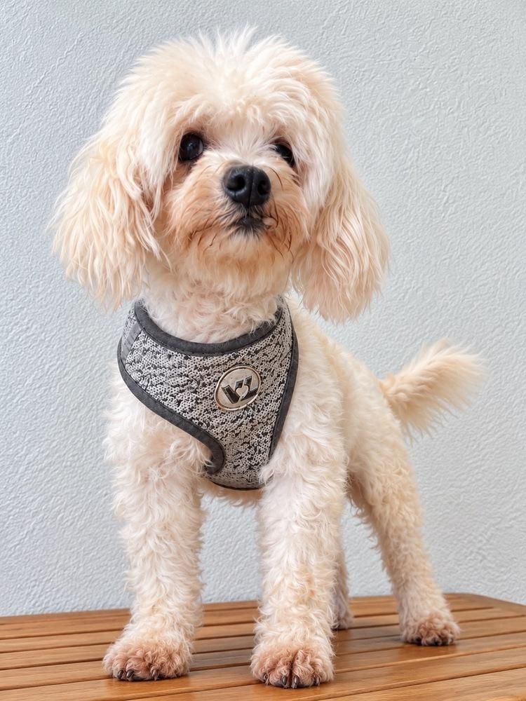 Enlarge VIOLET, a Adoptable mixed breed in Pomona, CA image 2/2