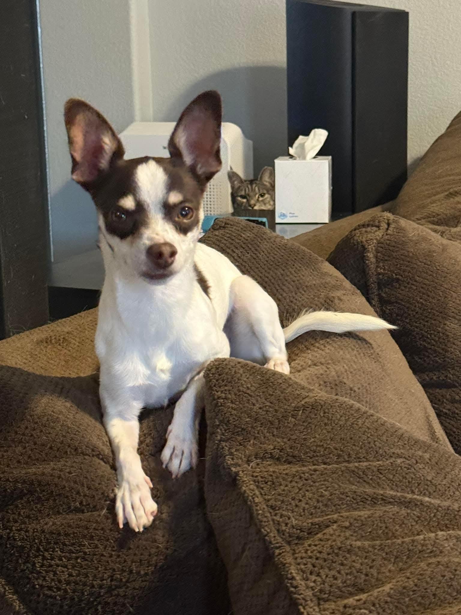Daisy