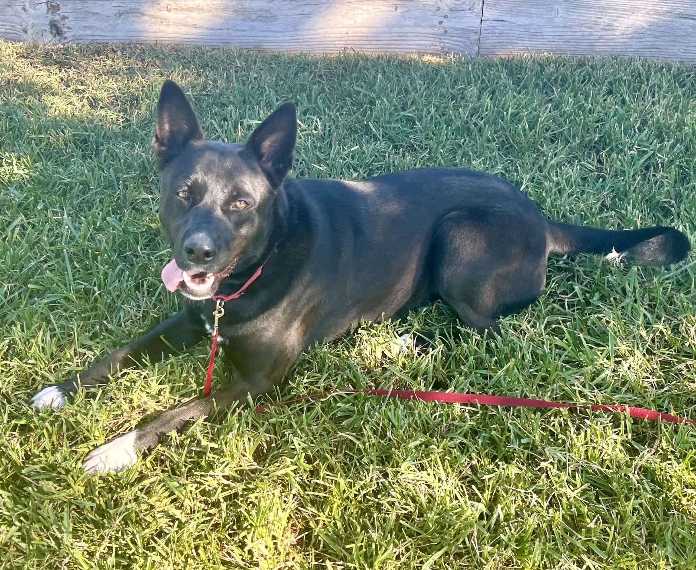 MARY, a Adoptable German Shepherd Dog in San Clemente, CA image 2/3