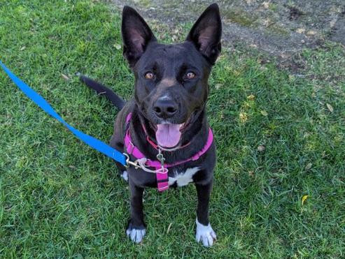 MARY, a Adoptable German Shepherd Dog in San Clemente, CA image 1/3