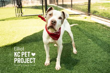 Elliot, Adoptable, Adult Male Pit Bull Terrier & Mixed Breed.