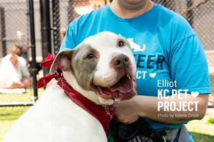 Elliot, a Adoptable mixed breed in Kansas City, MO image 2/3