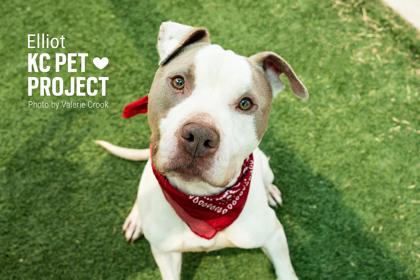 Elliot, a Adoptable mixed breed in Kansas City, MO image 3/3