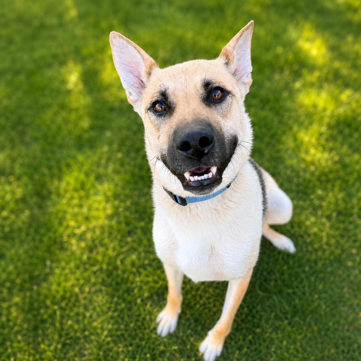 Delilah, Adoptable, Adult Female German Shepherd Dog.