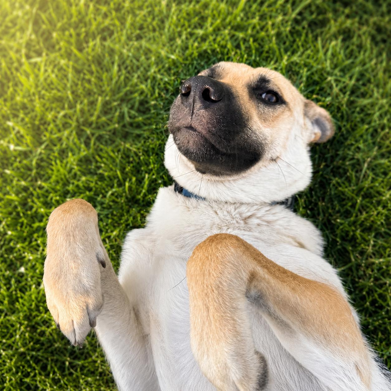 Enlarge Delilah, a Adoptable mixed breed in Steinbach, MB image 5/6