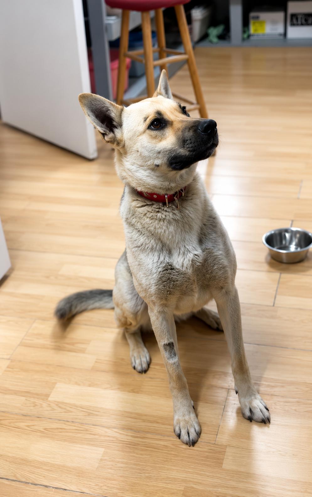 Enlarge Delilah, a Adoptable mixed breed in Steinbach, MB image 6/6