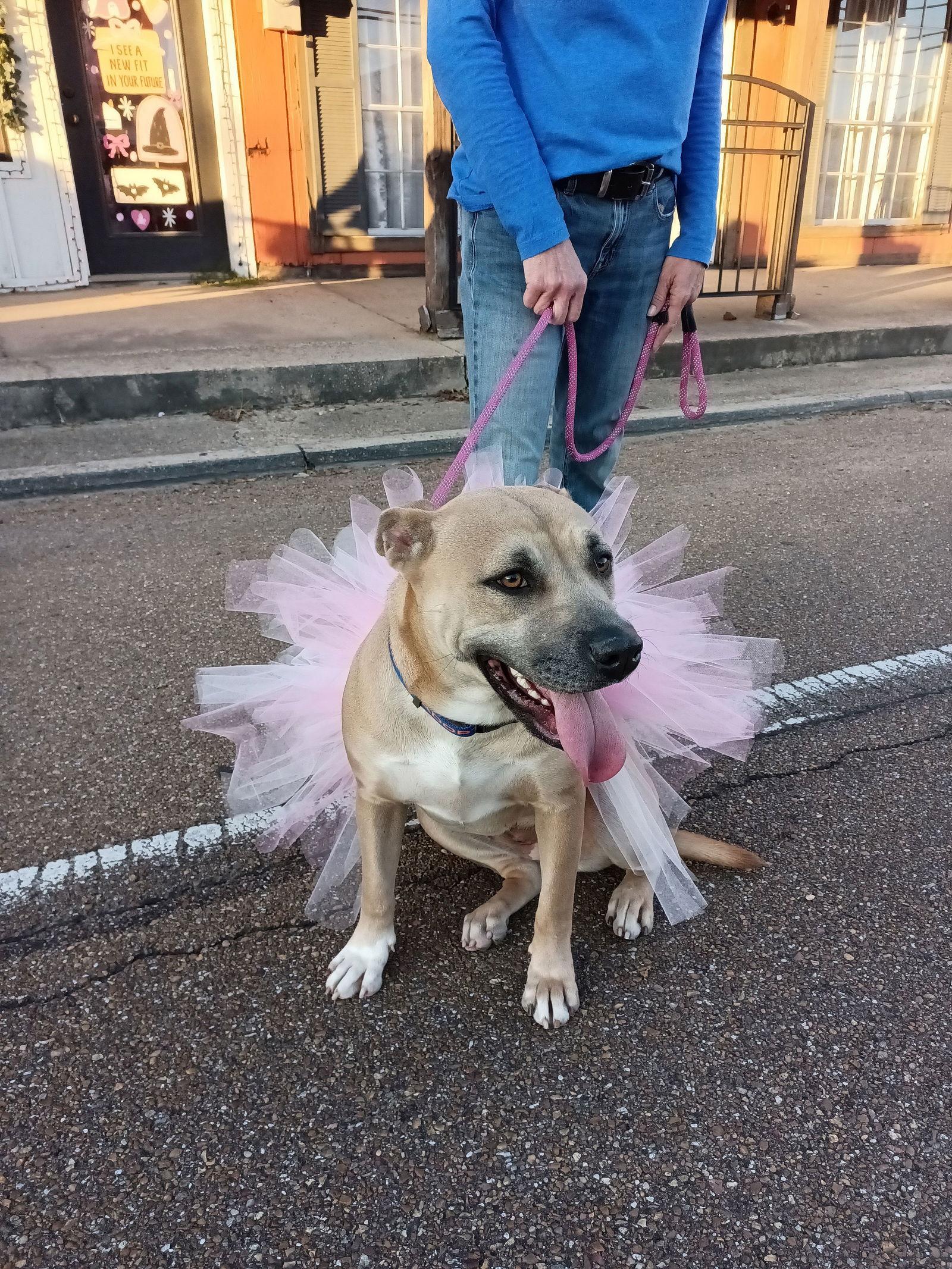 Sweet Olive, Adoptable, Adult Female Pit Bull Terrier.