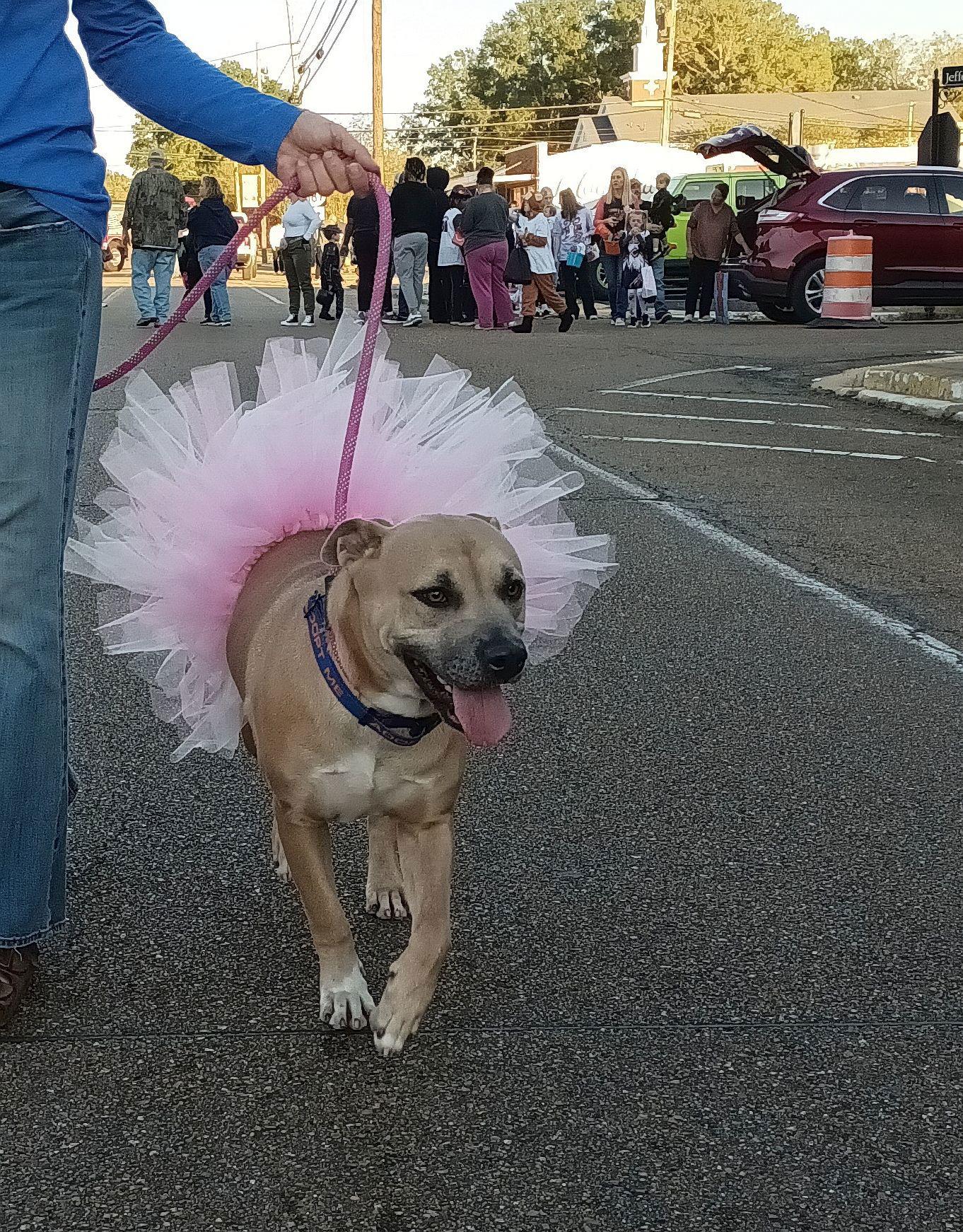 Enlarge Sweet Olive, a Adoptable Pit Bull Terrier in Monticello, MS image 2/3
