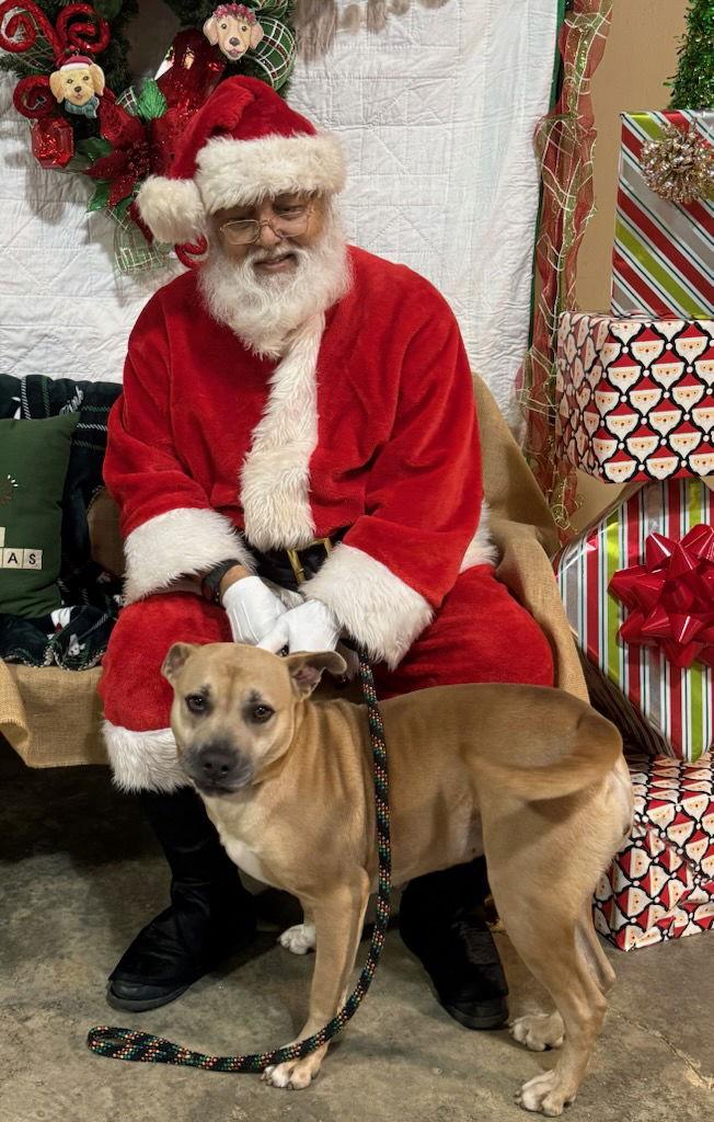 Enlarge Sweet Olive, a Adoptable Pit Bull Terrier in Monticello, MS image 3/3