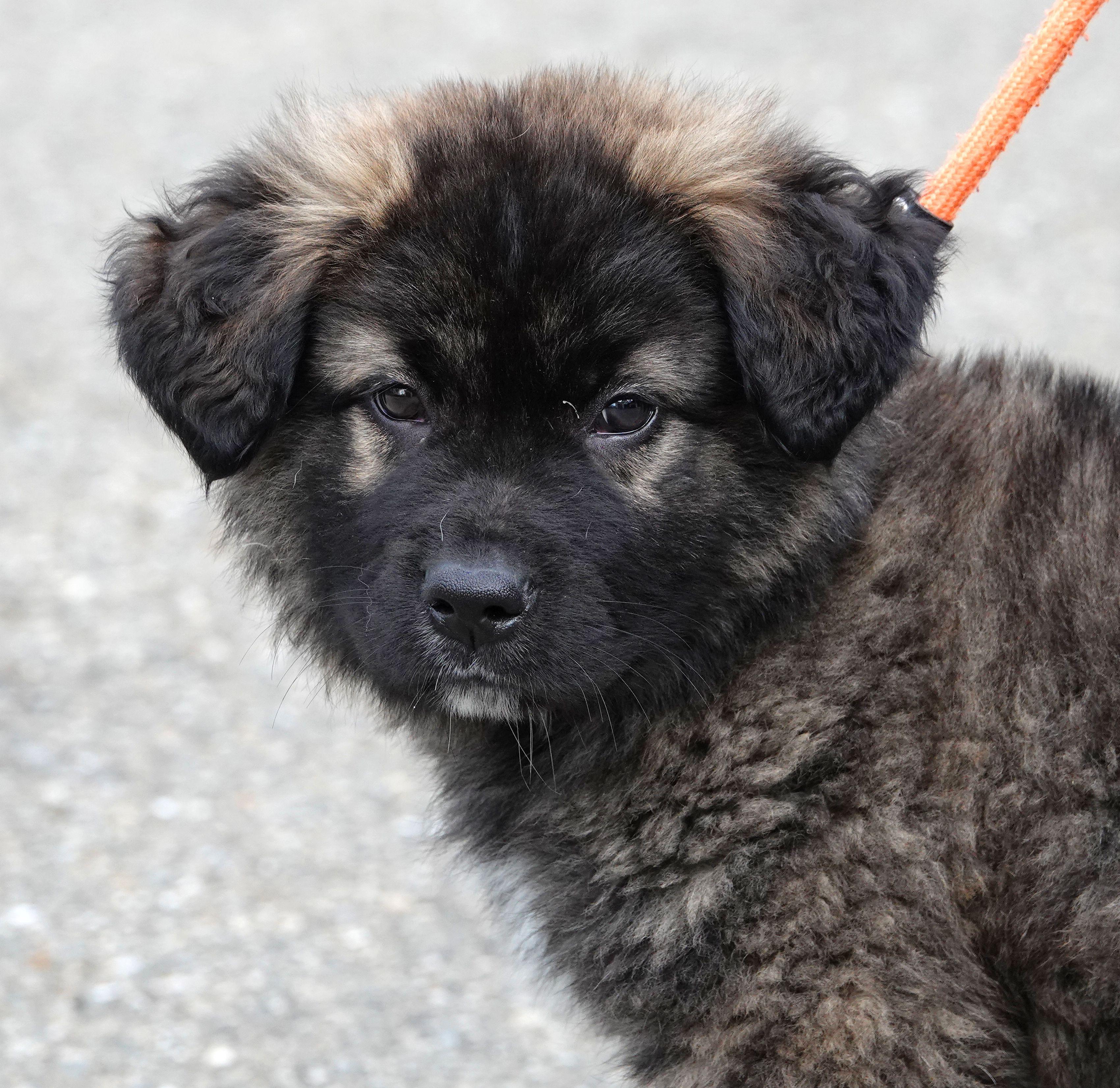 Cub - ADOPTED, adopted, Puppy Male Shepherd.