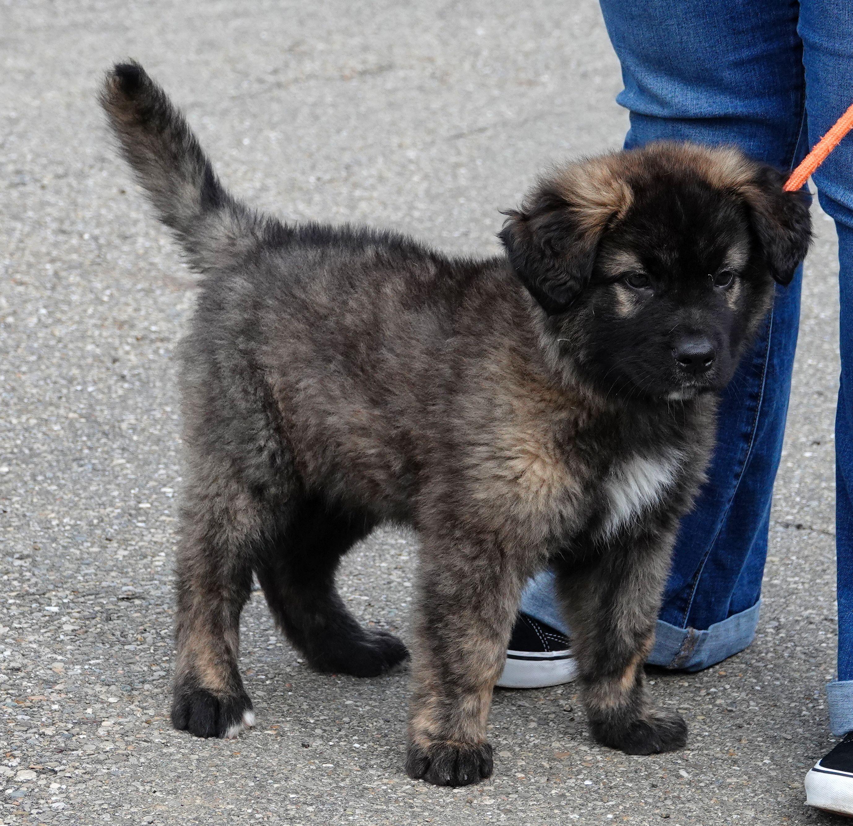 Enlarge Cub - ADOPTED, an adopted mixed breed in Millfield, OH image 2/3