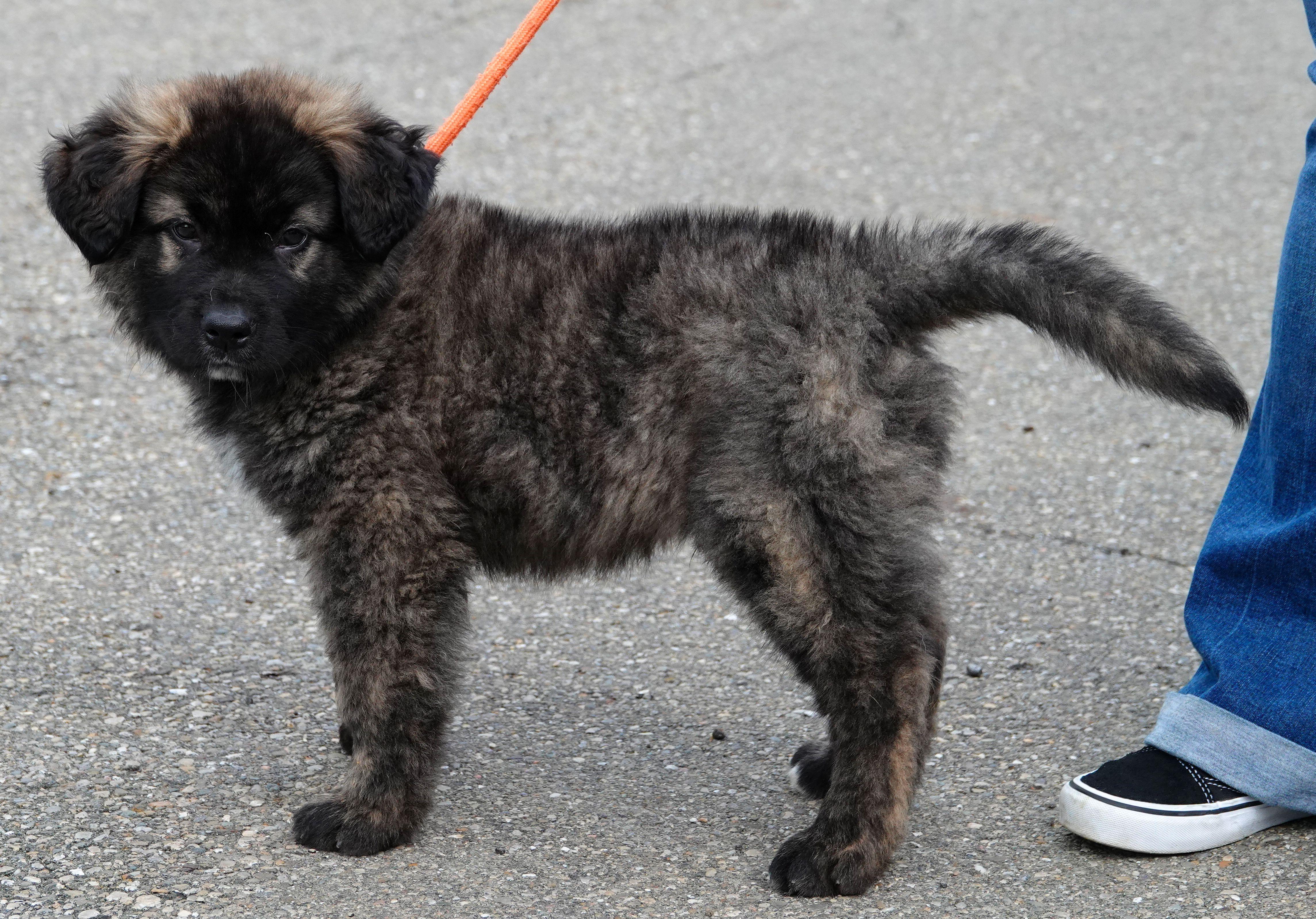 Enlarge Cub - ADOPTED, an adopted mixed breed in Millfield, OH image 3/3