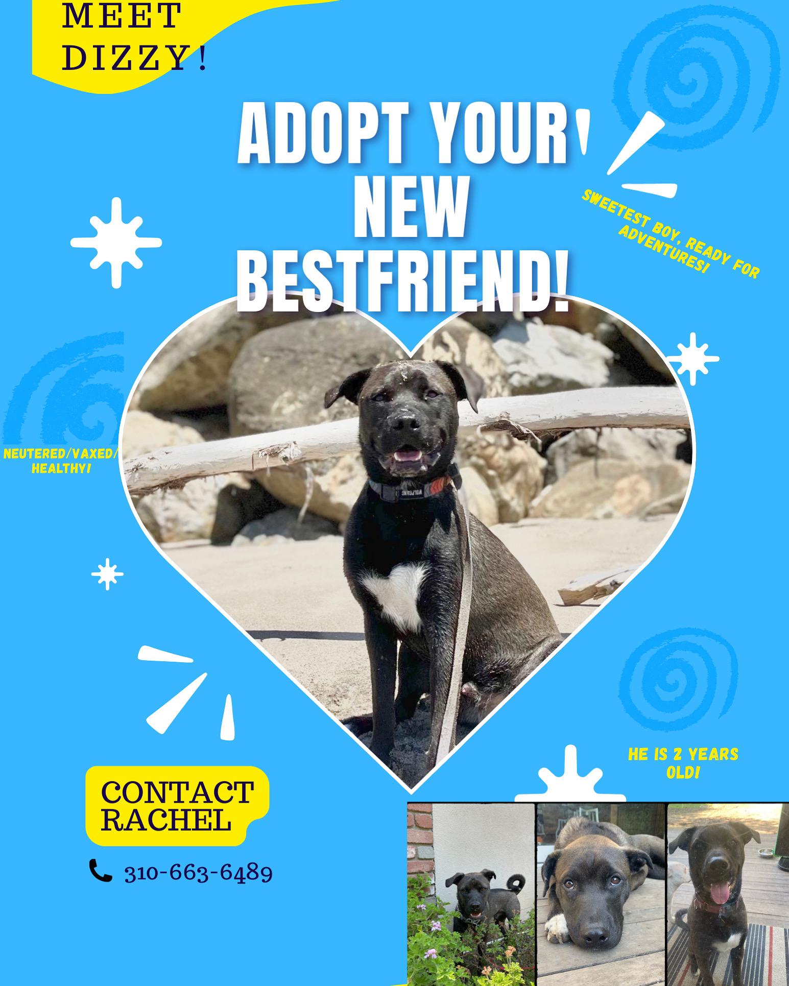 Dizzy - Courtesy Post, a Adoptable mixed breed in Marina Del Rey, CA image 3/6