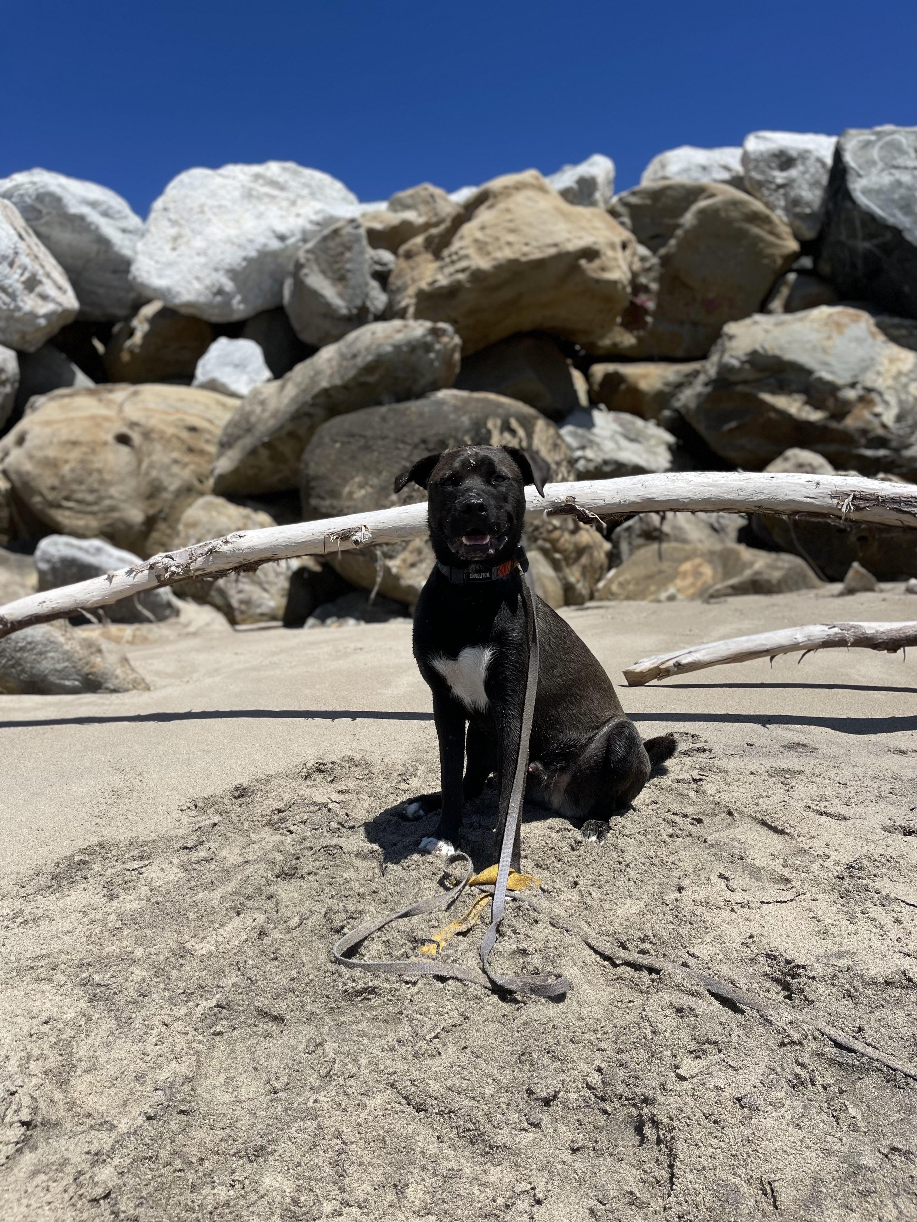 Dizzy - Courtesy Post, a Adoptable mixed breed in Marina Del Rey, CA image 1/6