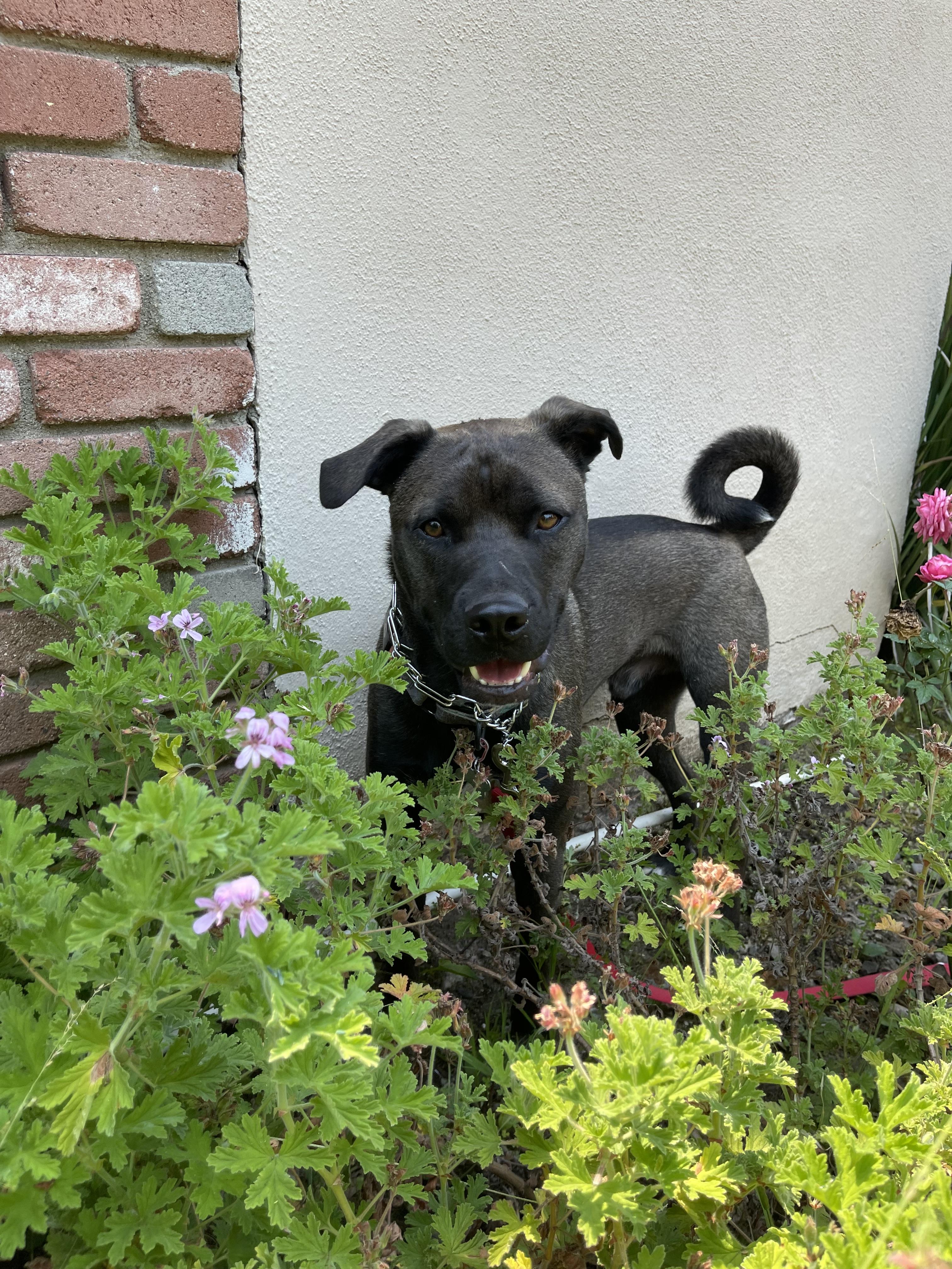 Dizzy - Courtesy Post, a Adoptable mixed breed in Marina Del Rey, CA image 2/6