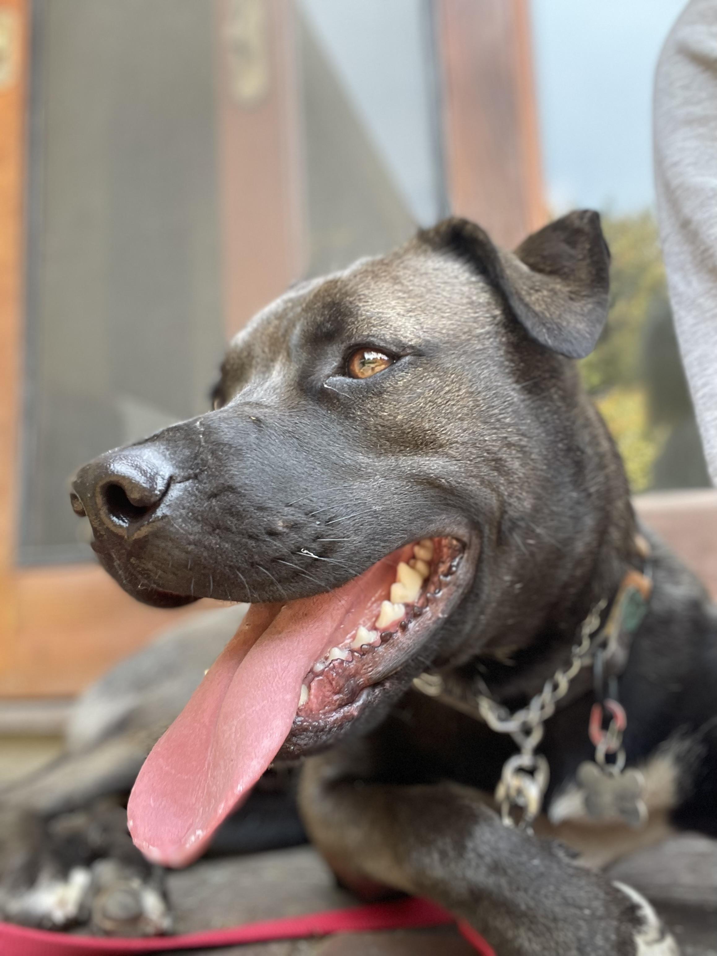 Dizzy - Courtesy Post, a Adoptable mixed breed in Marina Del Rey, CA image 5/6