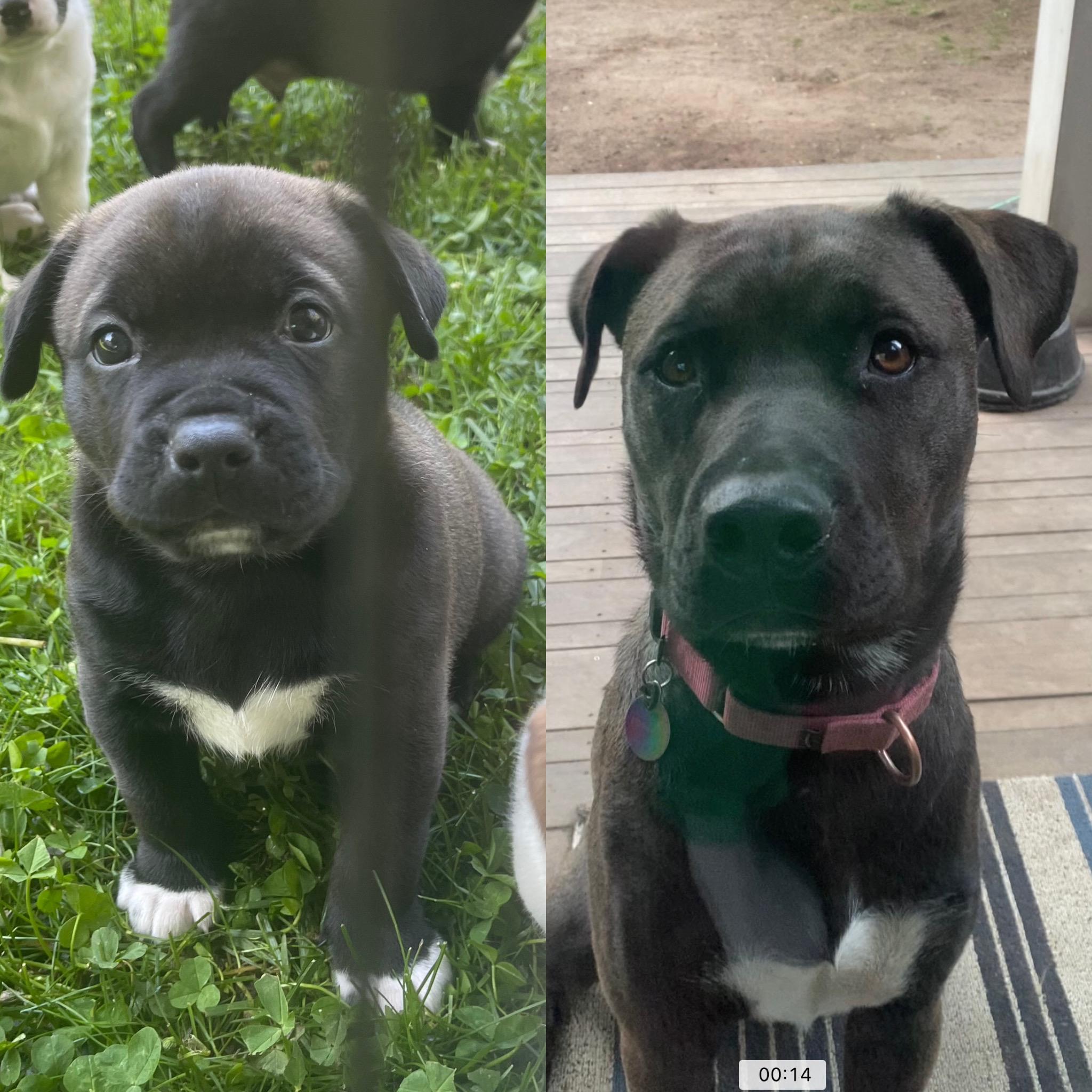 Dizzy - Courtesy Post, a Adoptable mixed breed in Marina Del Rey, CA image 4/6