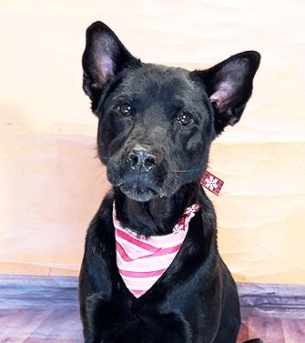 ZUMBA, Adoptable, Adult Female Labrador Retriever.