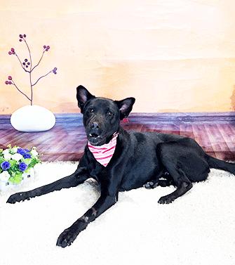 ZUMBA, a Adoptable mixed breed in Castro Valley, CA image 2/3