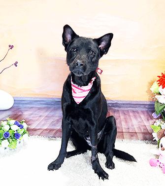 ZUMBA, a Adoptable mixed breed in Castro Valley, CA image 3/3