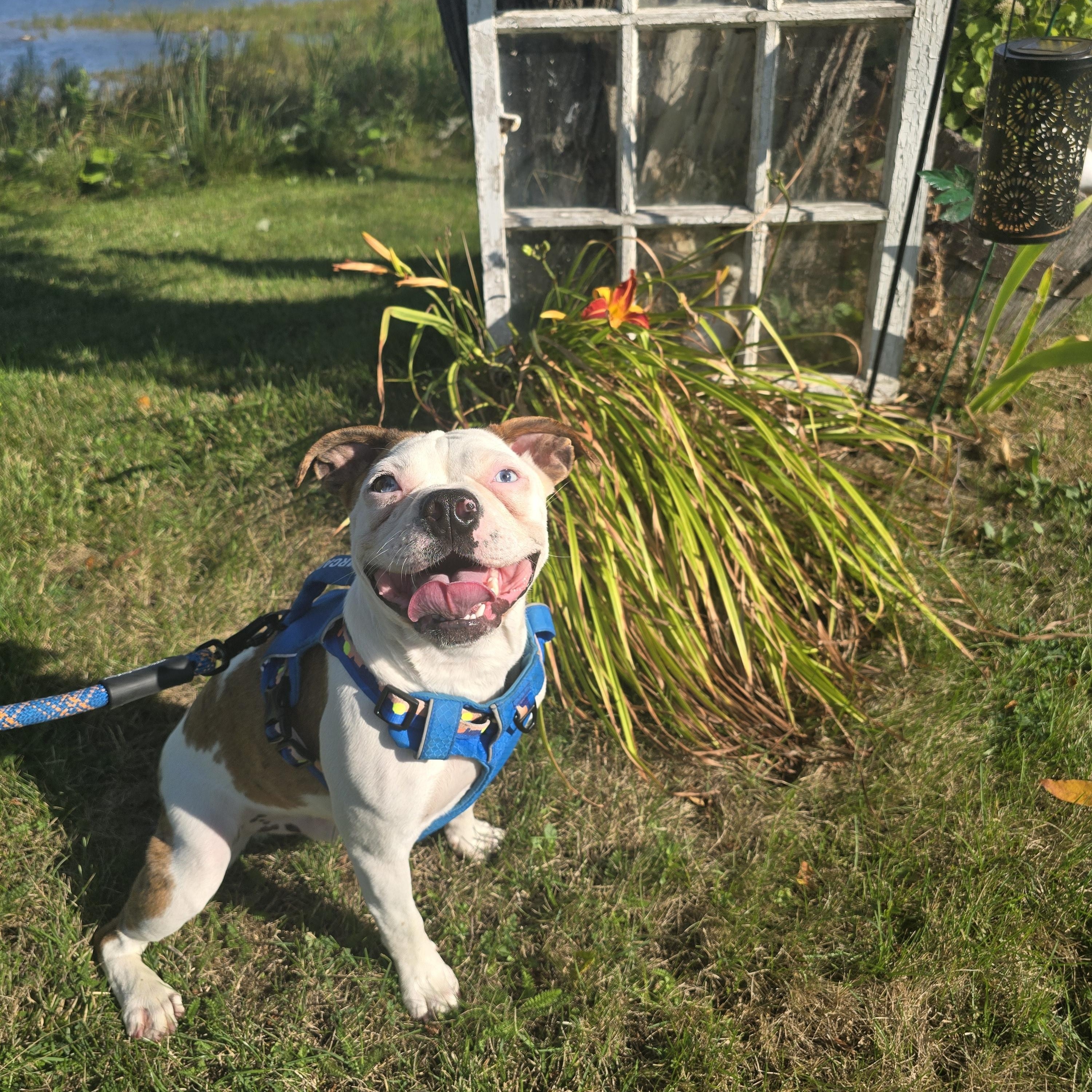 Enlarge Freddie, a ADOPTABLE mixed breed in Chatsworth, ON image 2/3